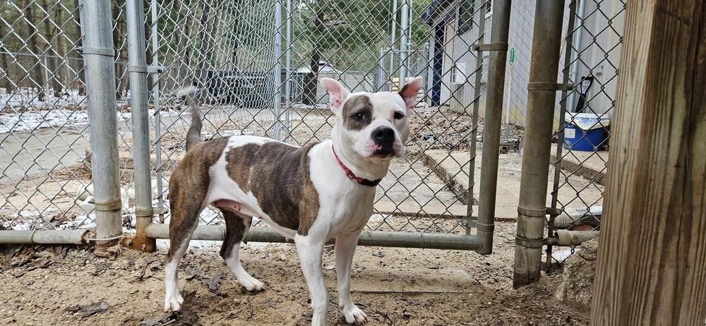 Enlarge Baby Alycia, a Adopted Pit Bull Terrier in Muskegon, MI image 2/2