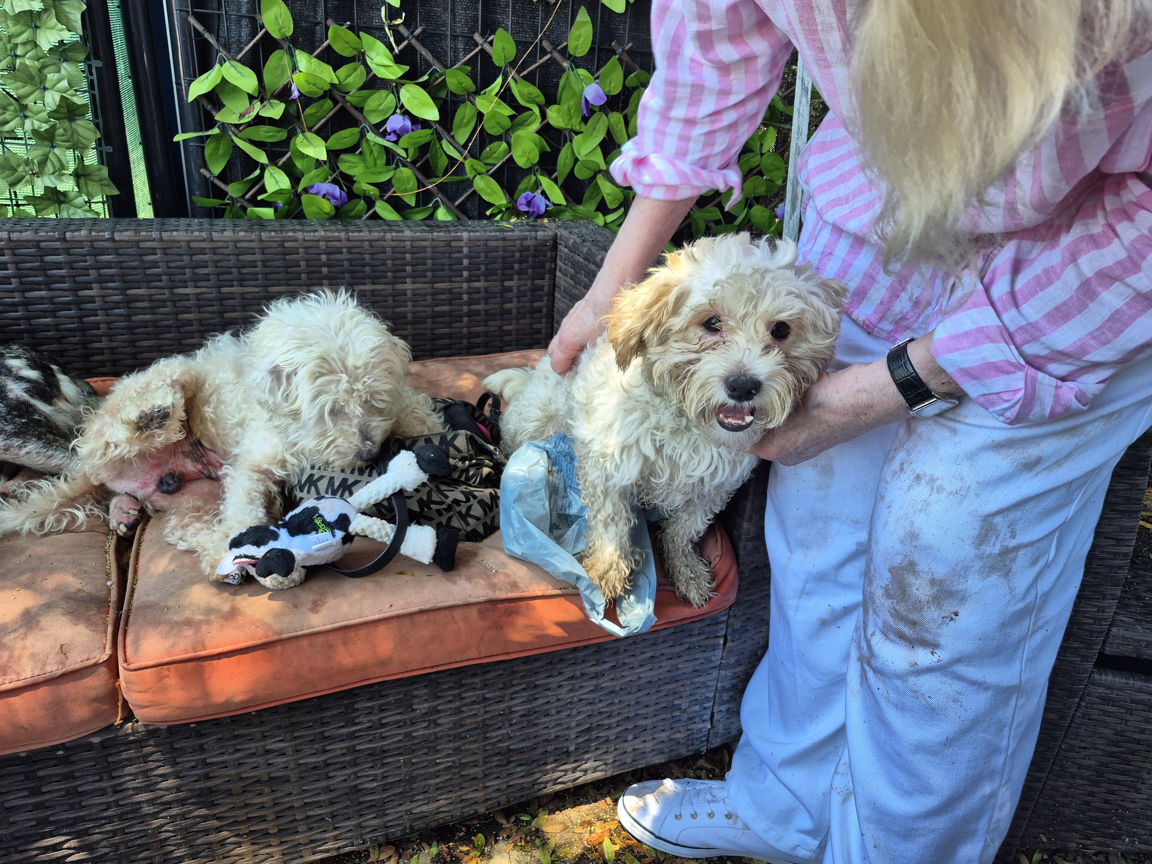 Tiger Snow Havanese Poodle!