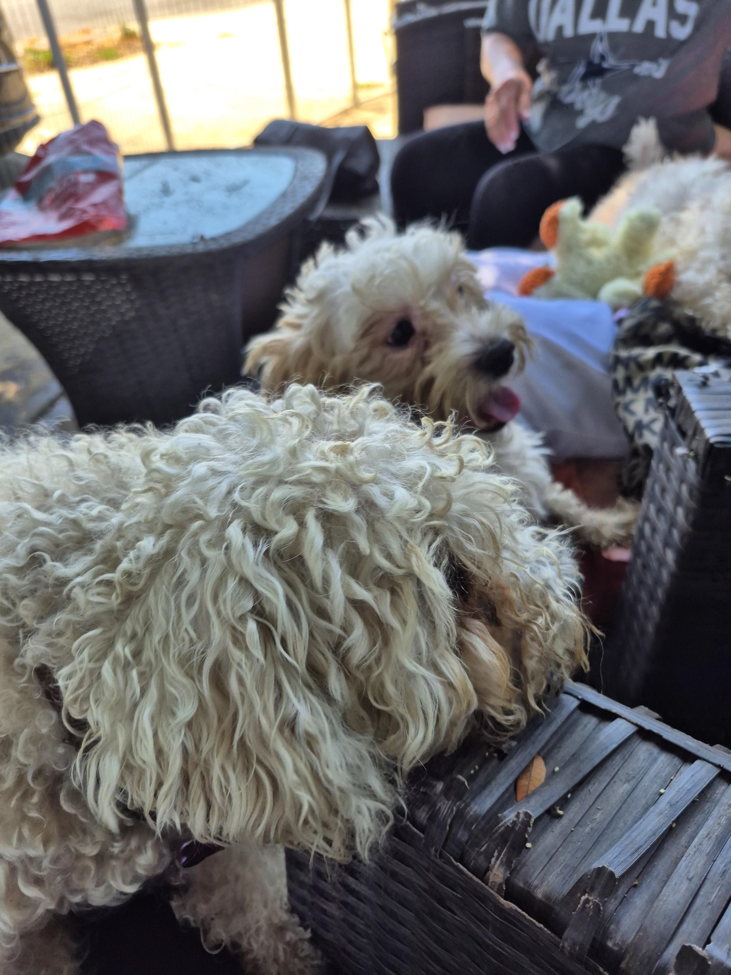 Tiger Snow Havanese Poodle! thumbnail 3