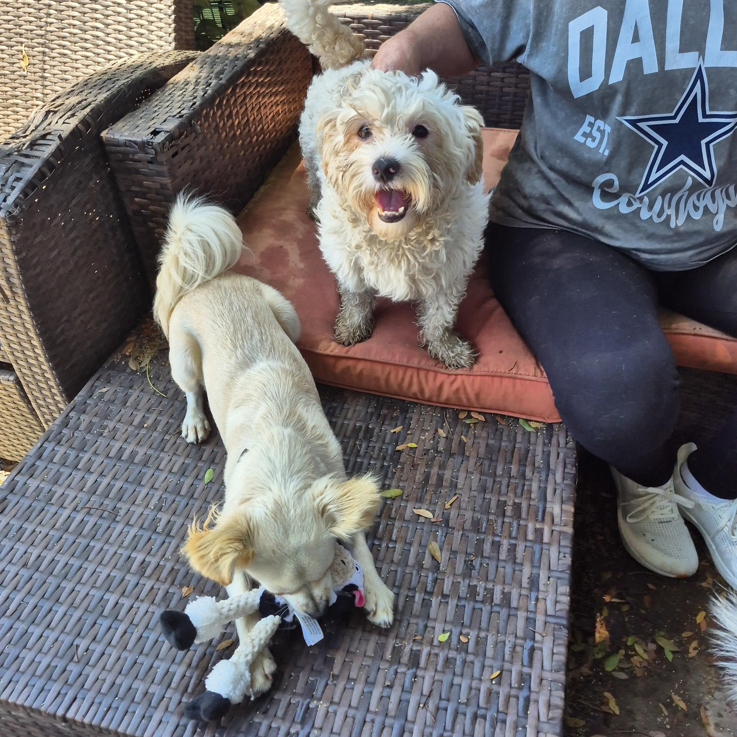 Tiger Snow Havanese Poodle! thumbnail 2