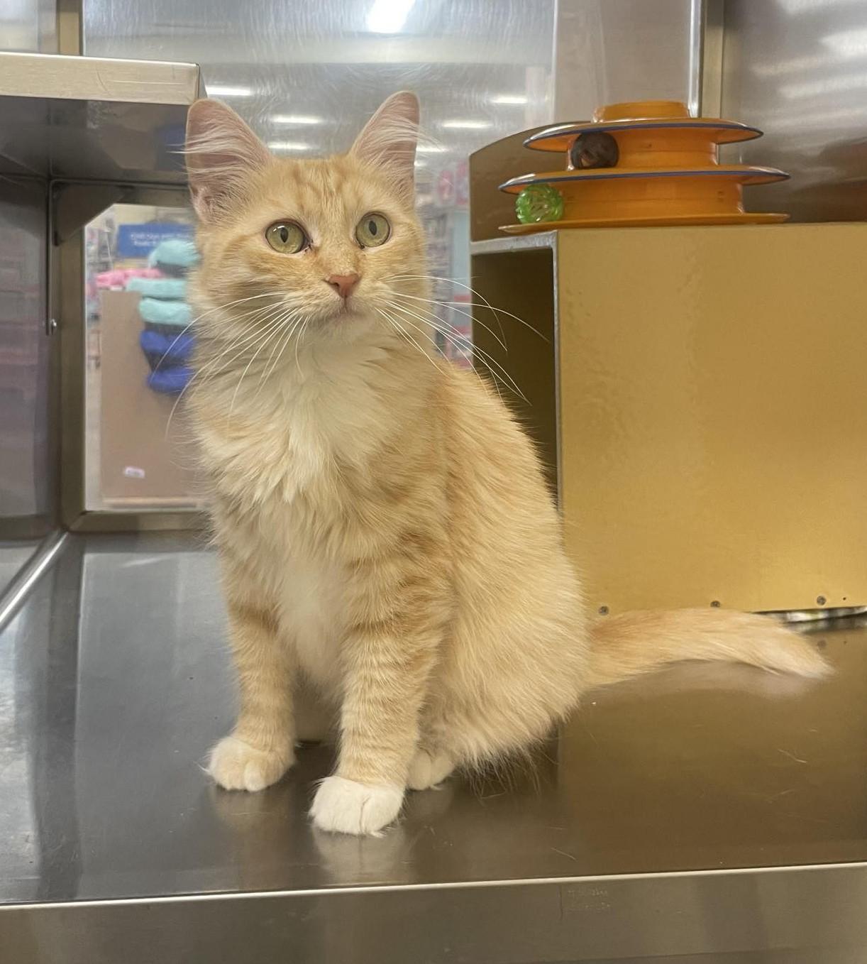 Enlarge SNOW WHITE, a Adoptable mixed breed in Murrieta, CA image 3/6