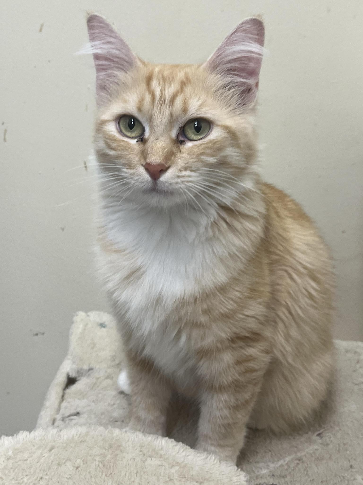 Enlarge SNOW WHITE, a Adoptable mixed breed in Murrieta, CA image 4/6