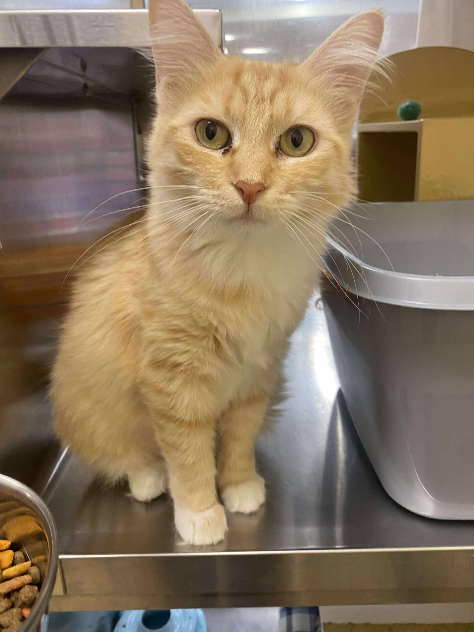 Enlarge SNOW WHITE, a Adoptable mixed breed in Murrieta, CA image 5/6