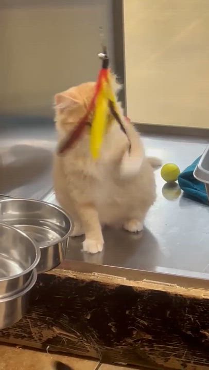 Enlarge SNOW WHITE, a Adoptable mixed breed in Murrieta, CA video 6/6