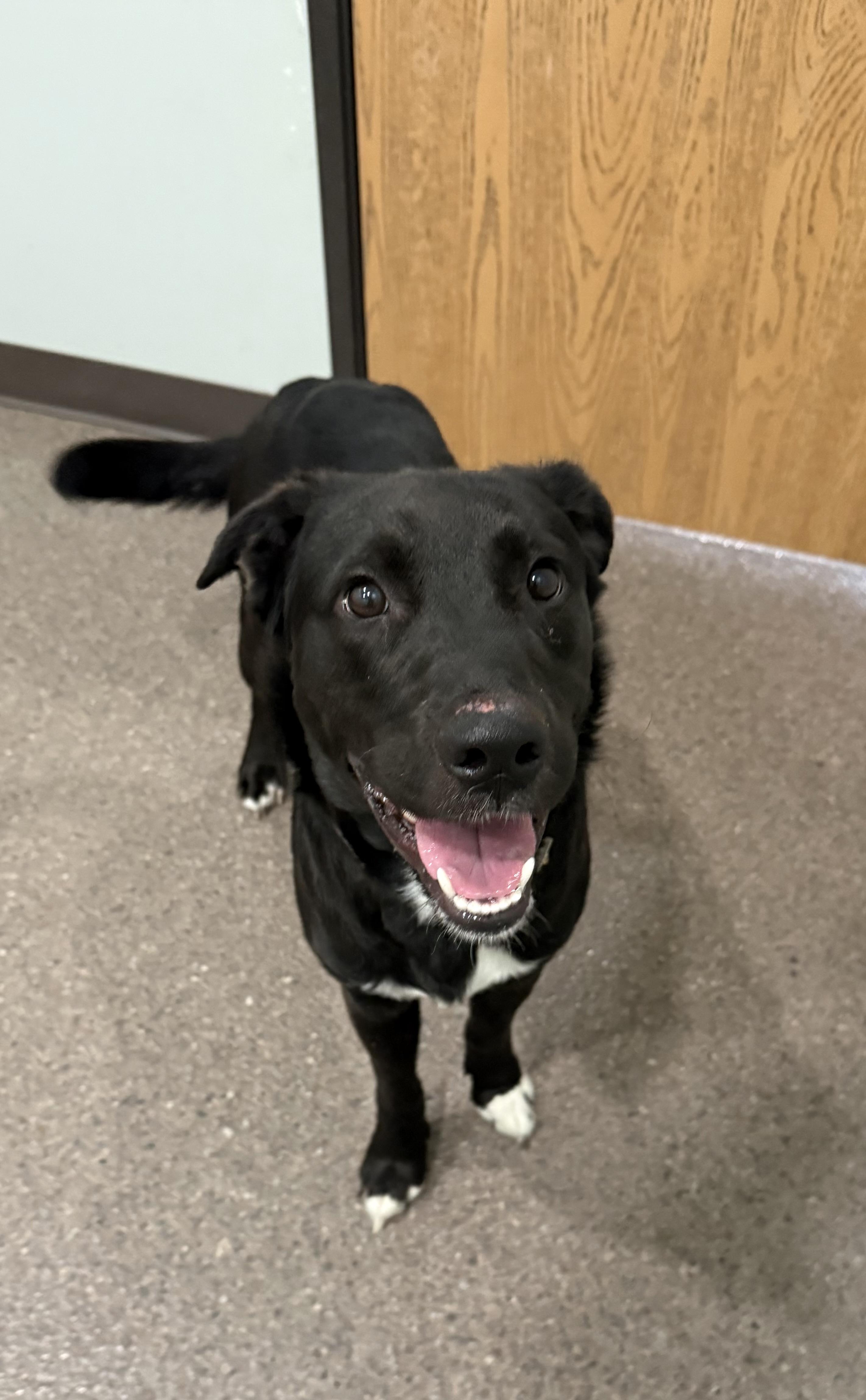 Milo- Enrolled in Prison Training Program, a ADOPTABLE mixed breed in Sault Sainte Marie, MI image 1/3