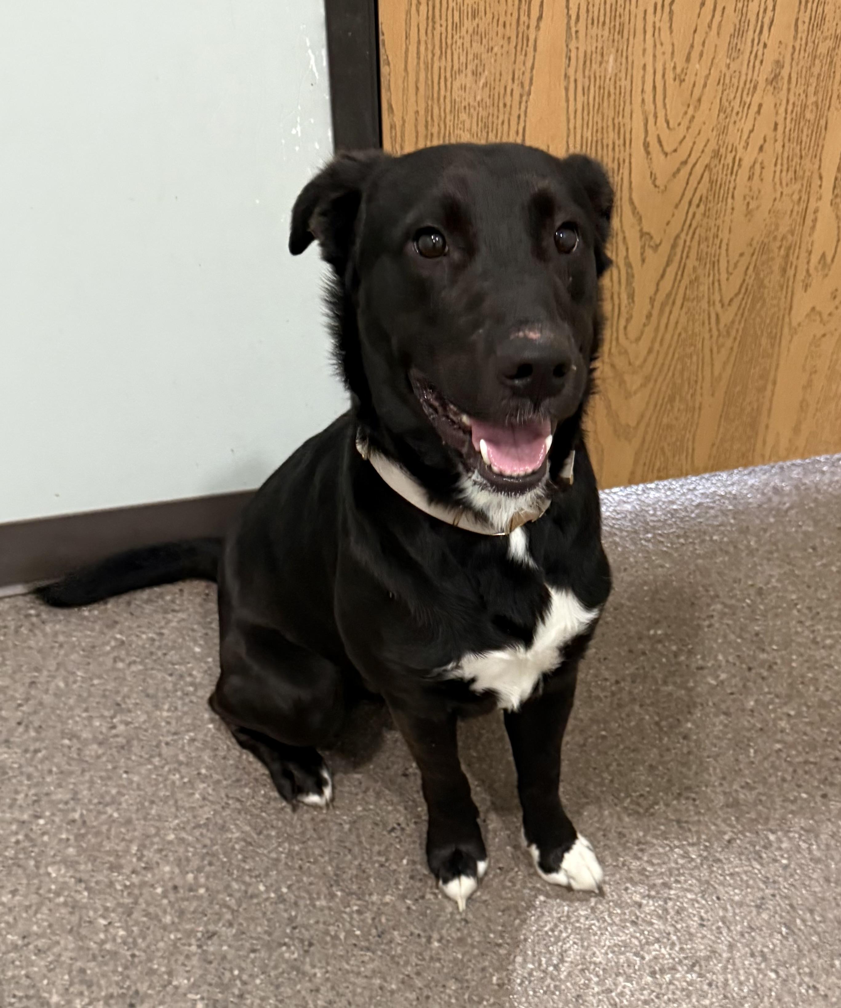 Milo- Enrolled in Prison Training Program, a ADOPTABLE mixed breed in Sault Sainte Marie, MI image 2/3