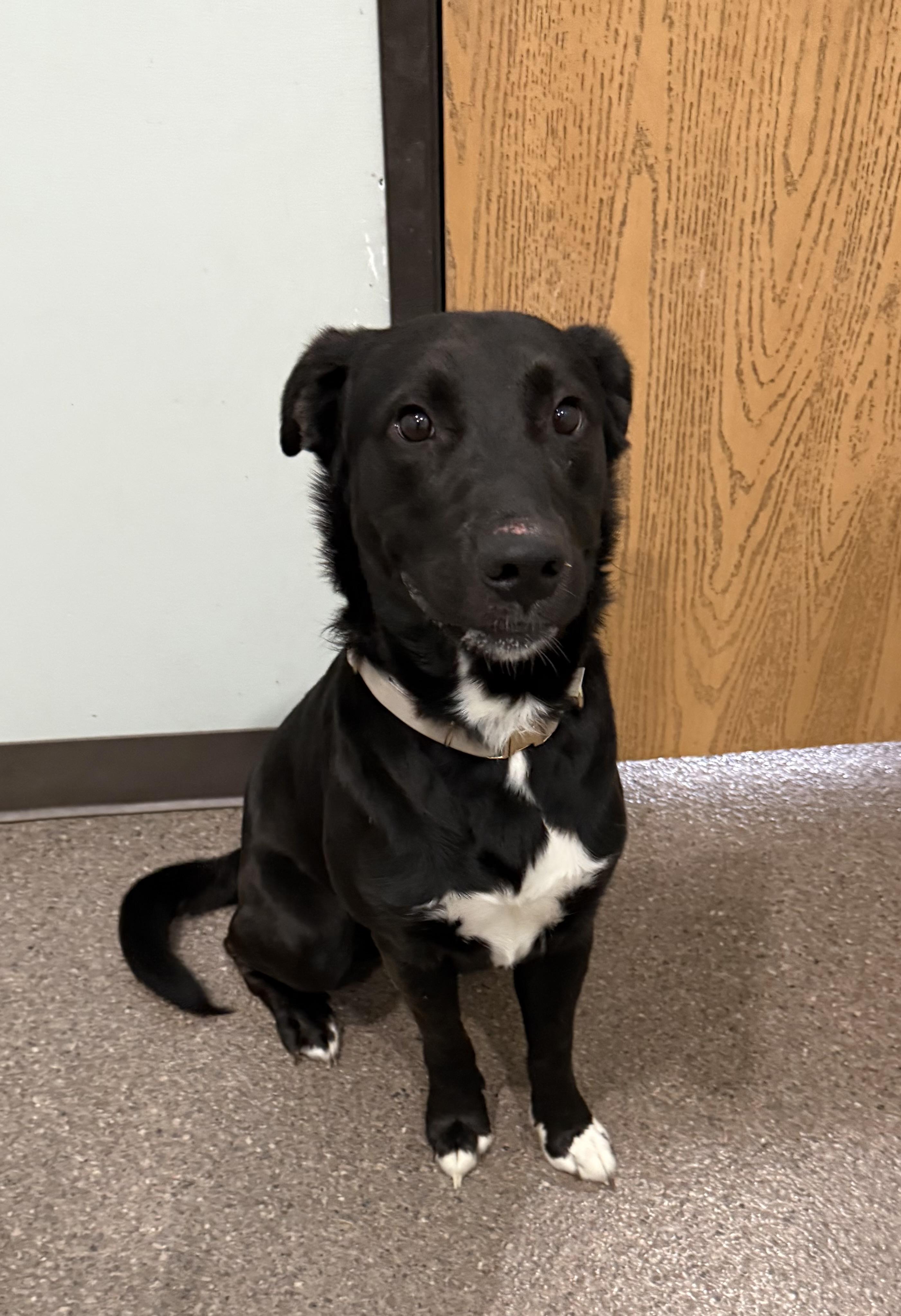 Milo- Enrolled in Prison Training Program, a ADOPTABLE mixed breed in Sault Sainte Marie, MI image 3/3