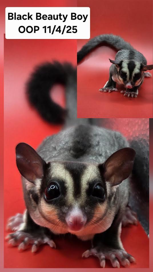 Snickers, Adoptable, Baby Male Sugar Glider.
