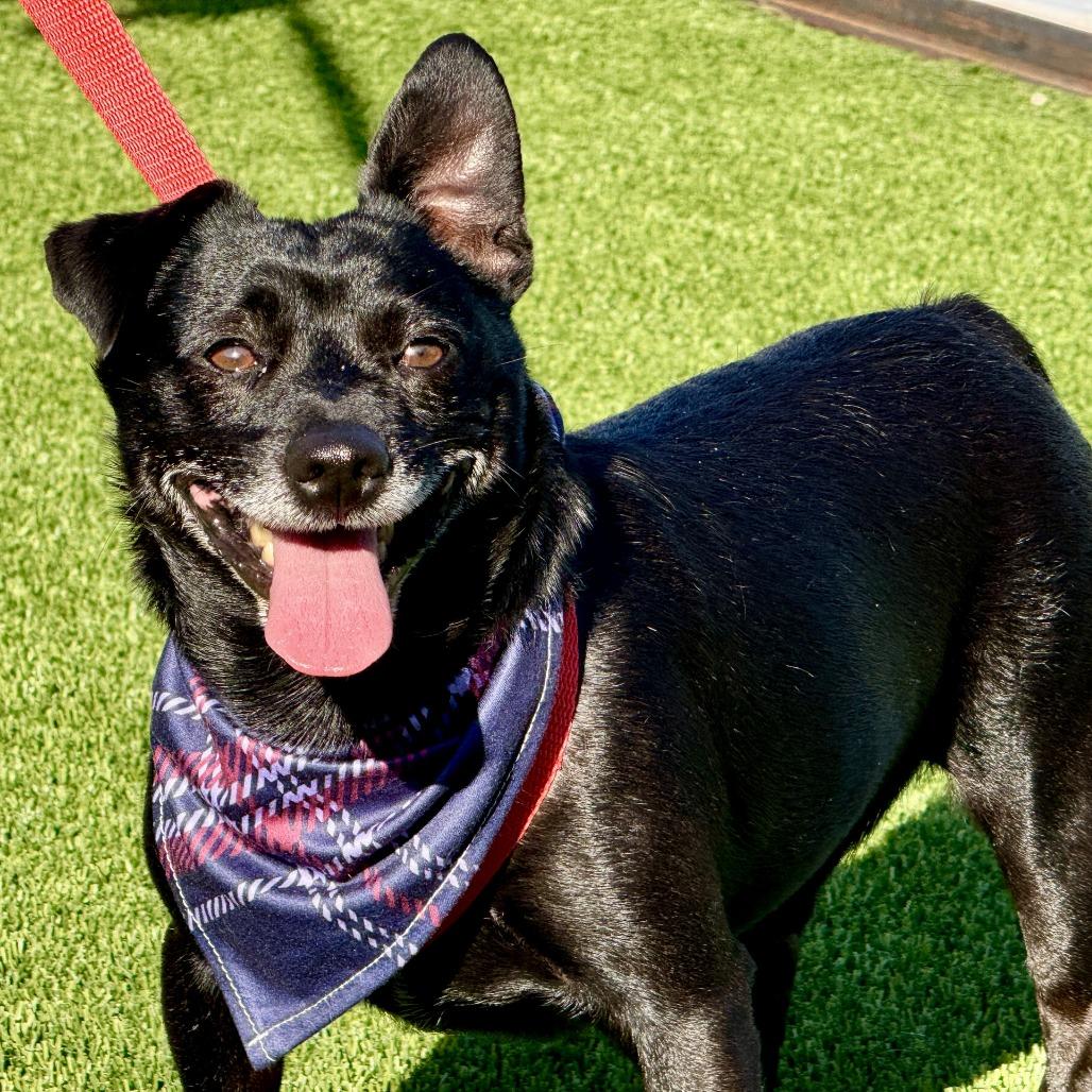 Enlarge Mack, a Adoptable Chihuahua in Austin, TX image 3/5