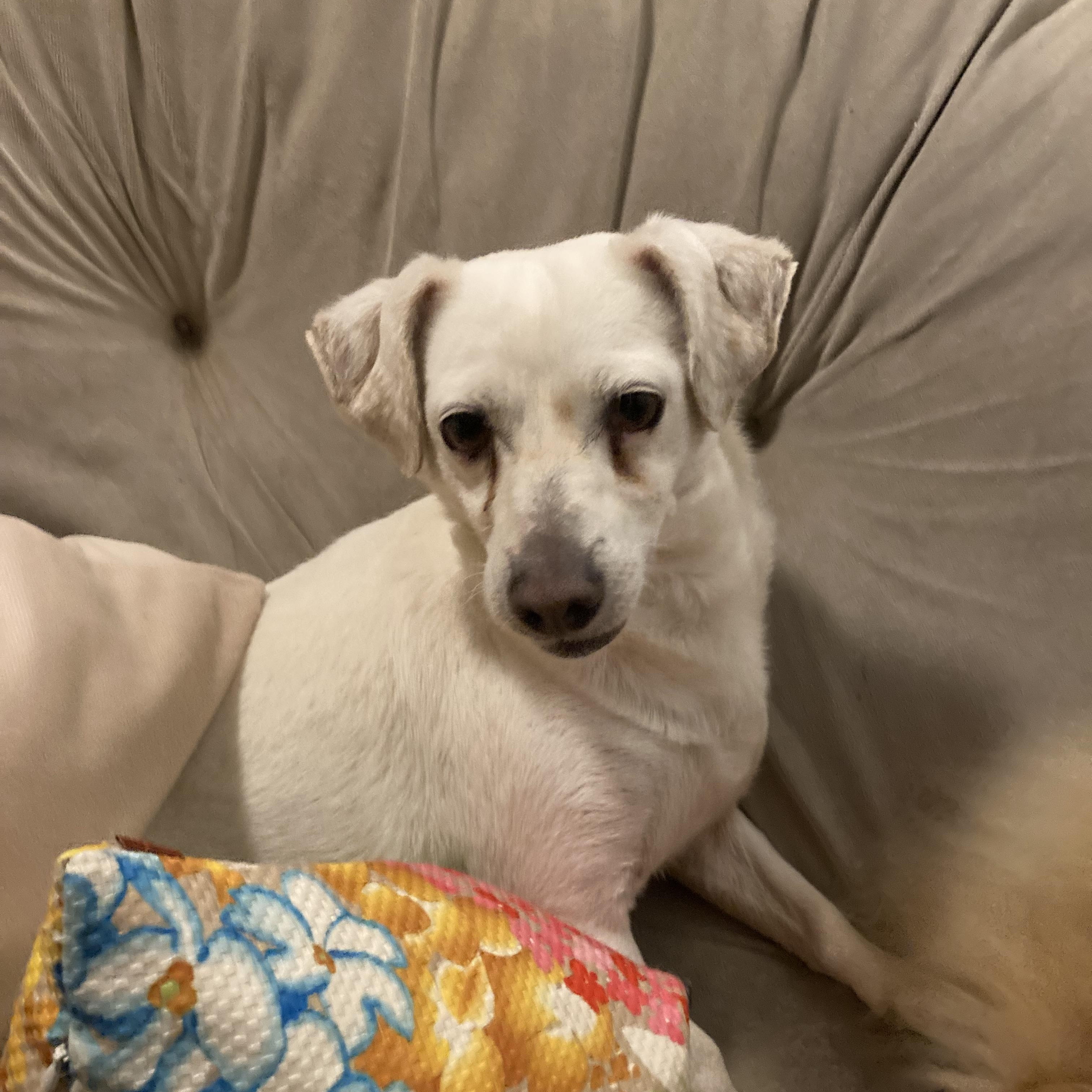 BENSON , Adoptable, Adult Male Terrier.