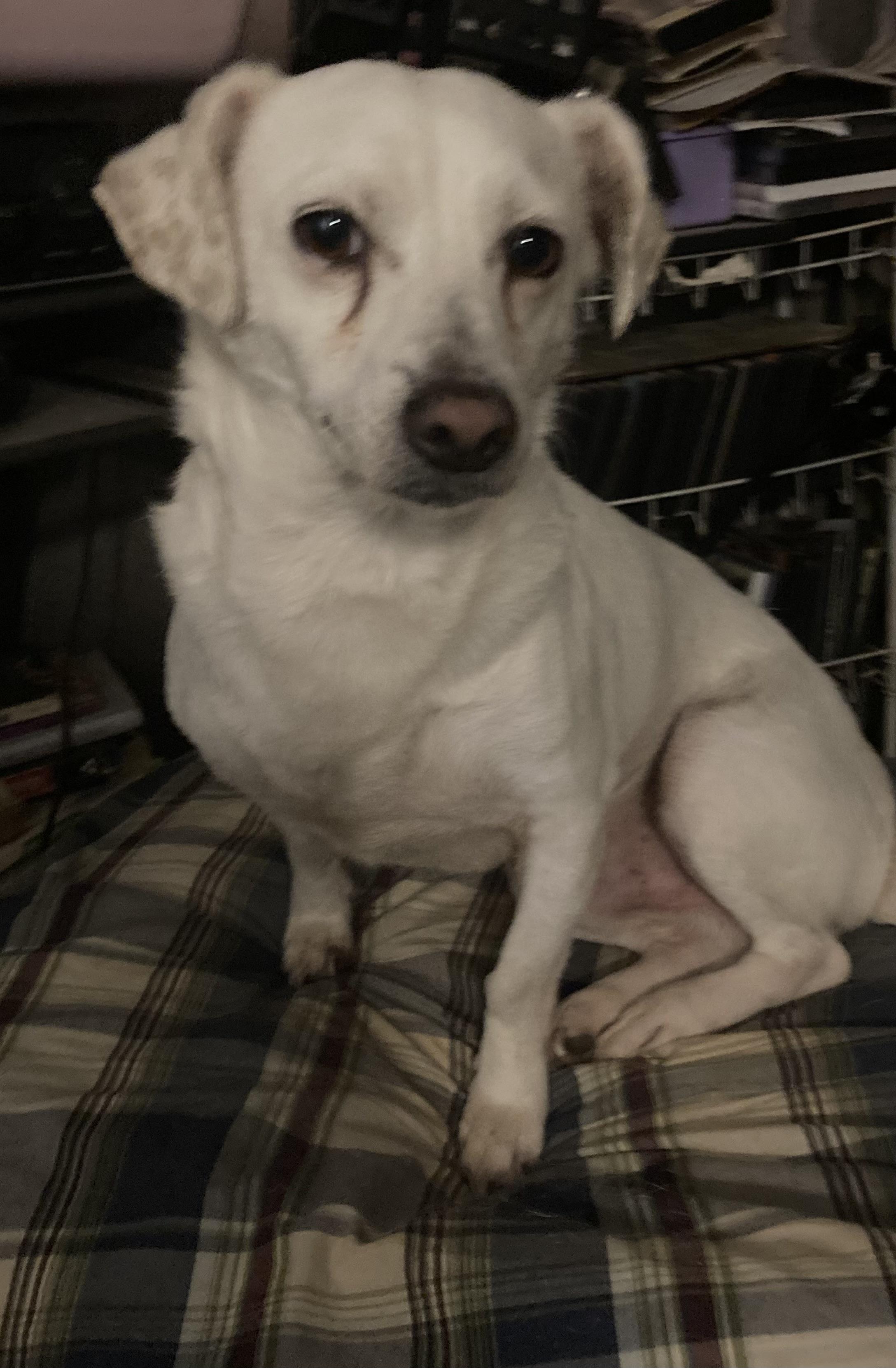 Enlarge BENSON , a Adoptable Terrier in Pittsburg, CA image 3/3