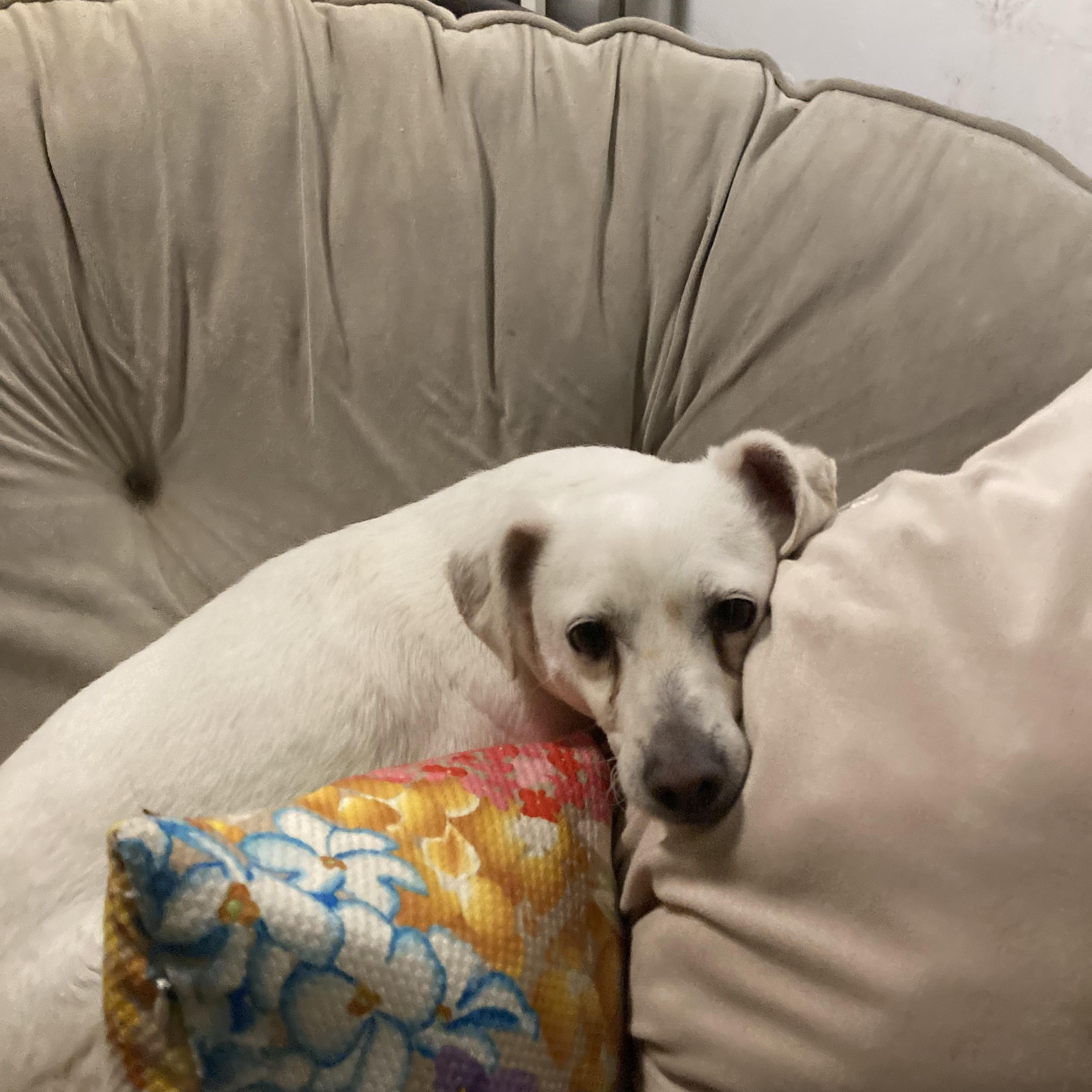 Enlarge BENSON , a Adoptable Terrier in Pittsburg, CA image 2/3