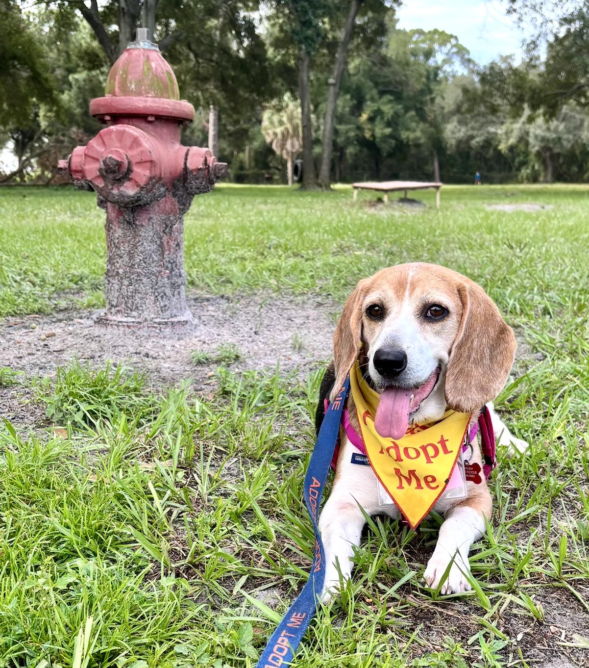 Granny Franny, Adoptable, Senior Female Beagle.