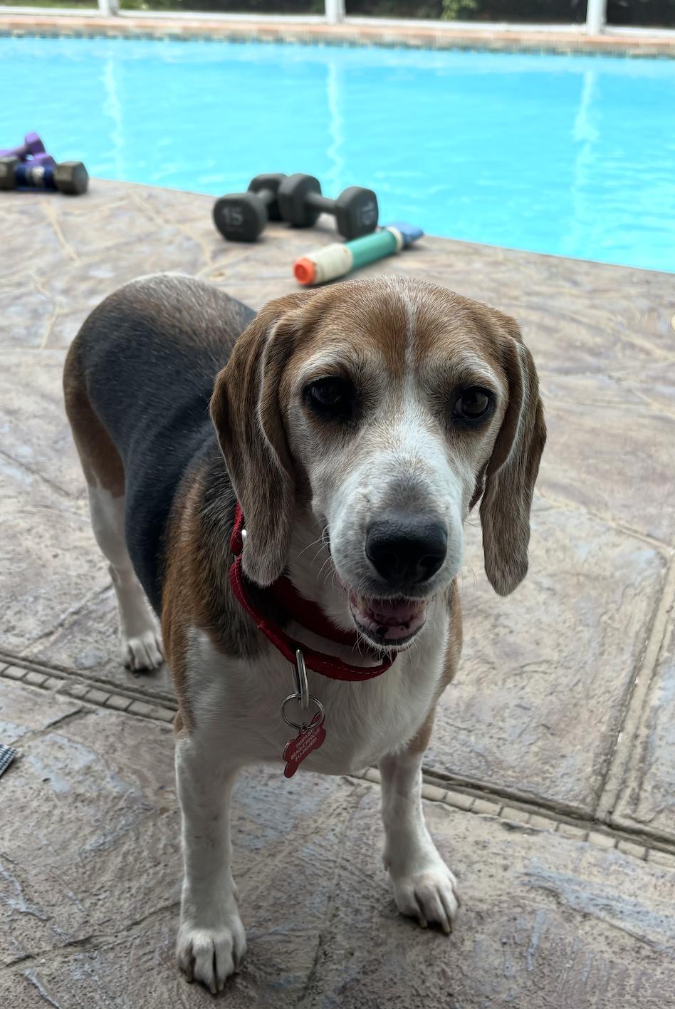 Enlarge Granny Franny, a Adoptable Beagle in Tampa, FL image 2/3