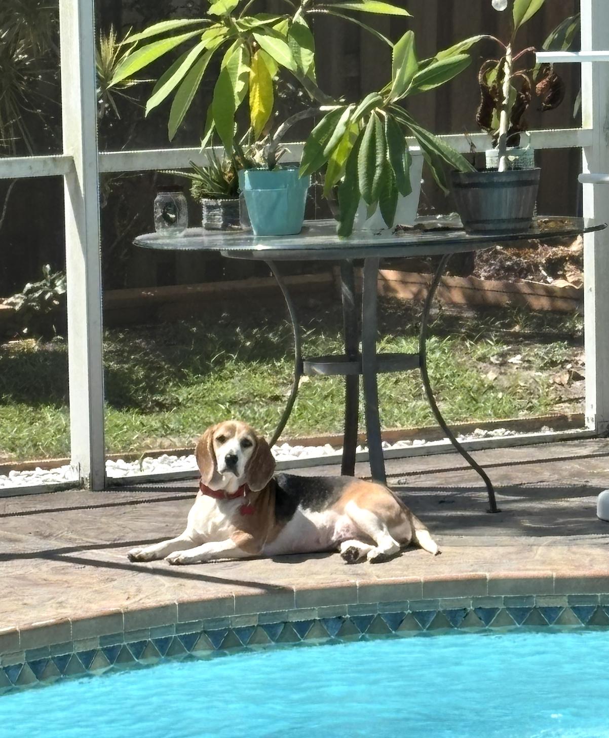 Enlarge Granny Franny, a Adoptable Beagle in Tampa, FL image 3/3