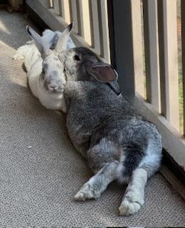 Walter and Ruth - exceptionally sweet bonded pair, a Adoptable New Zealand in Charlotte, NC image 1/6