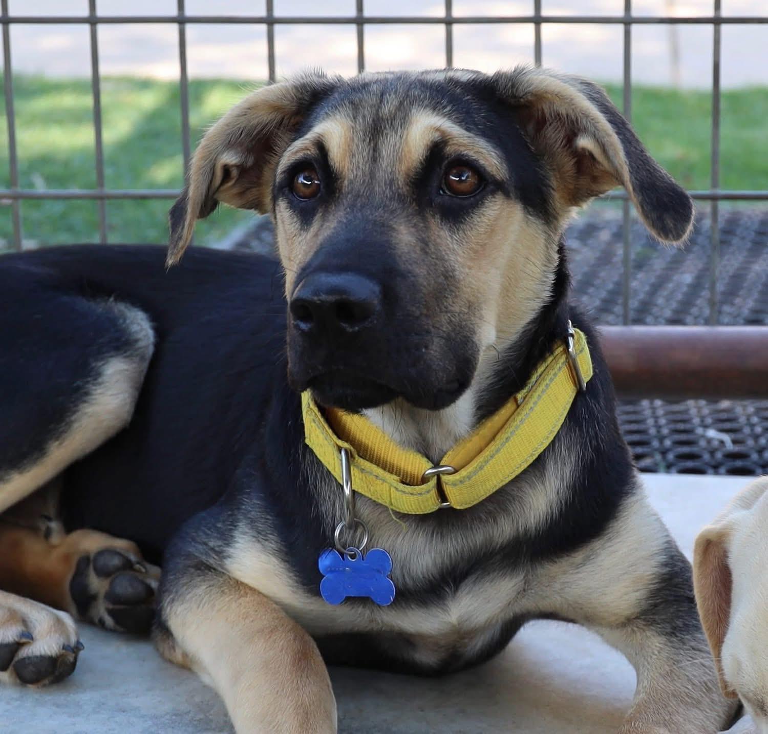 Enlarge Evan, a ADOPTABLE mixed breed in Southlake, TX image 6/6
