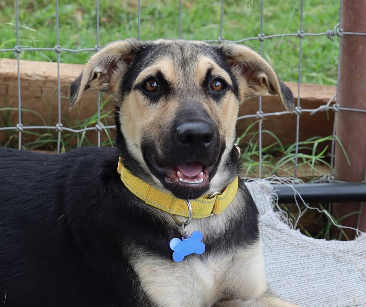 Evan, ADOPTABLE, Young Male Shepherd.