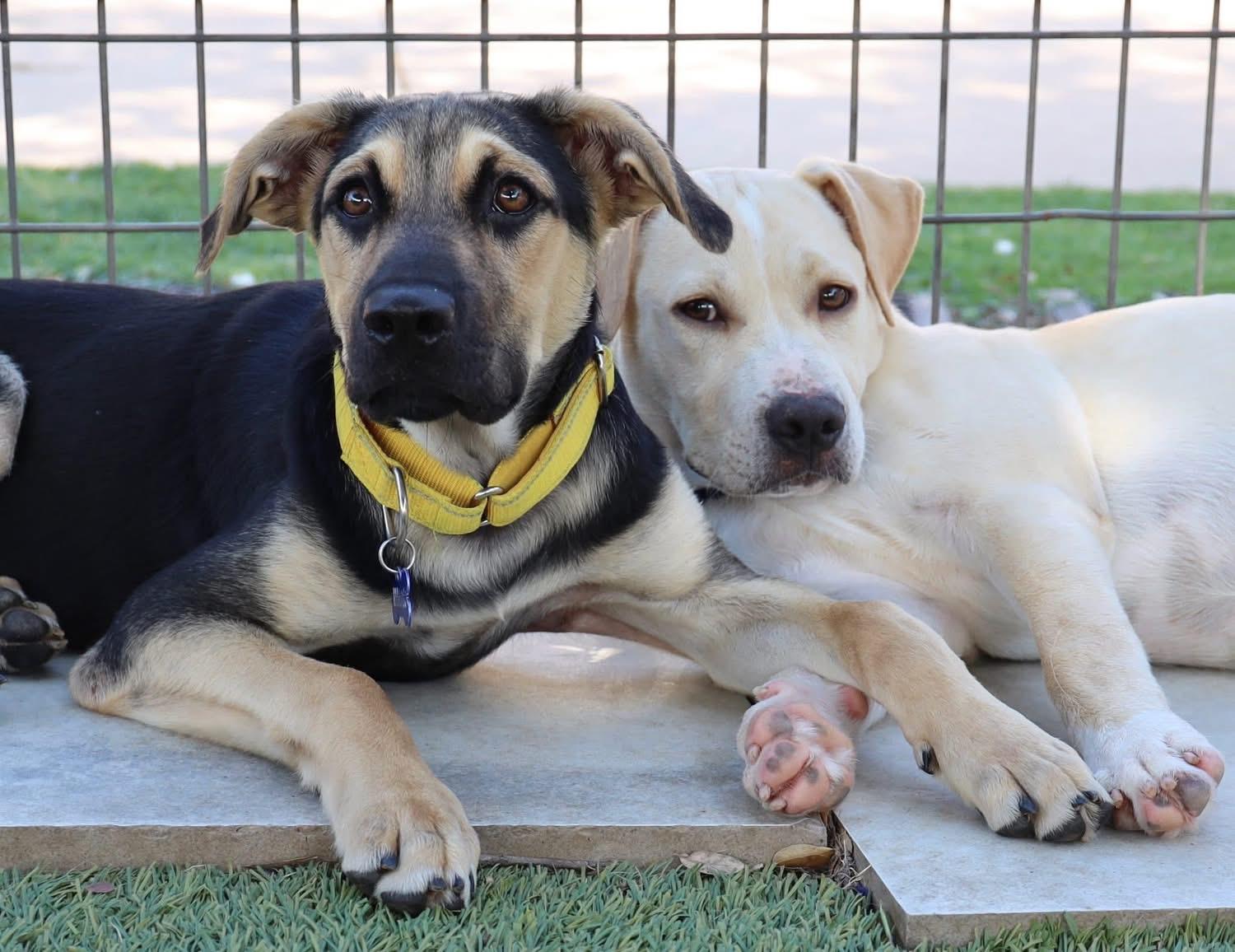 Enlarge Evan, a ADOPTABLE mixed breed in Southlake, TX image 2/6