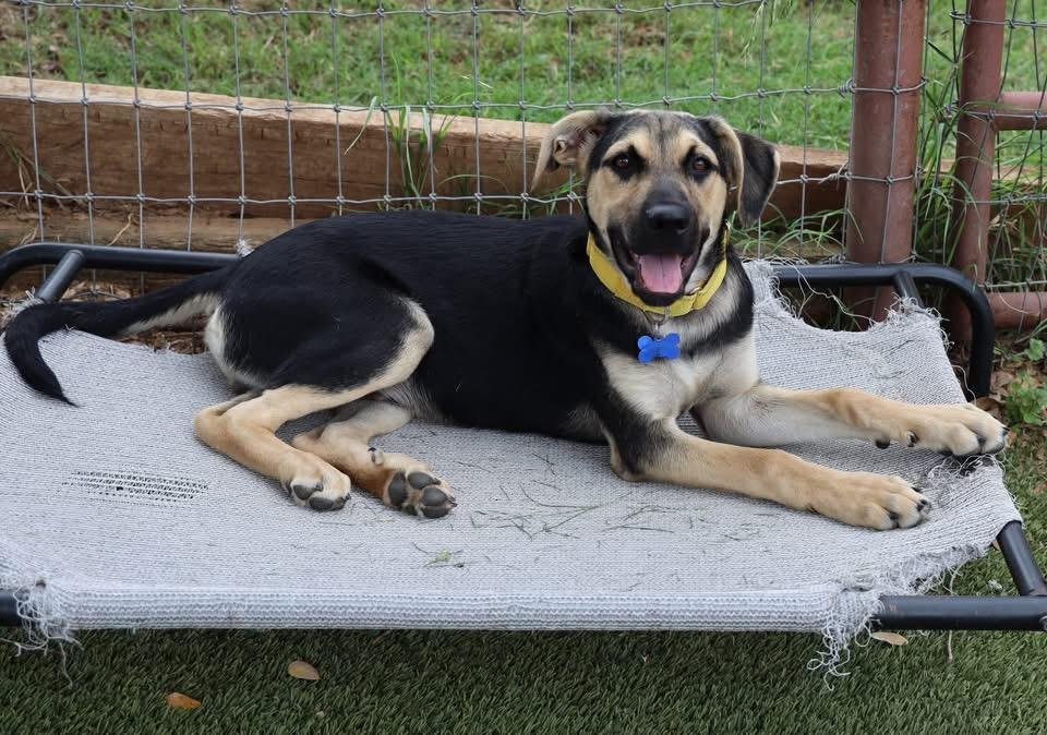 Enlarge Evan, a ADOPTABLE mixed breed in Southlake, TX image 3/6