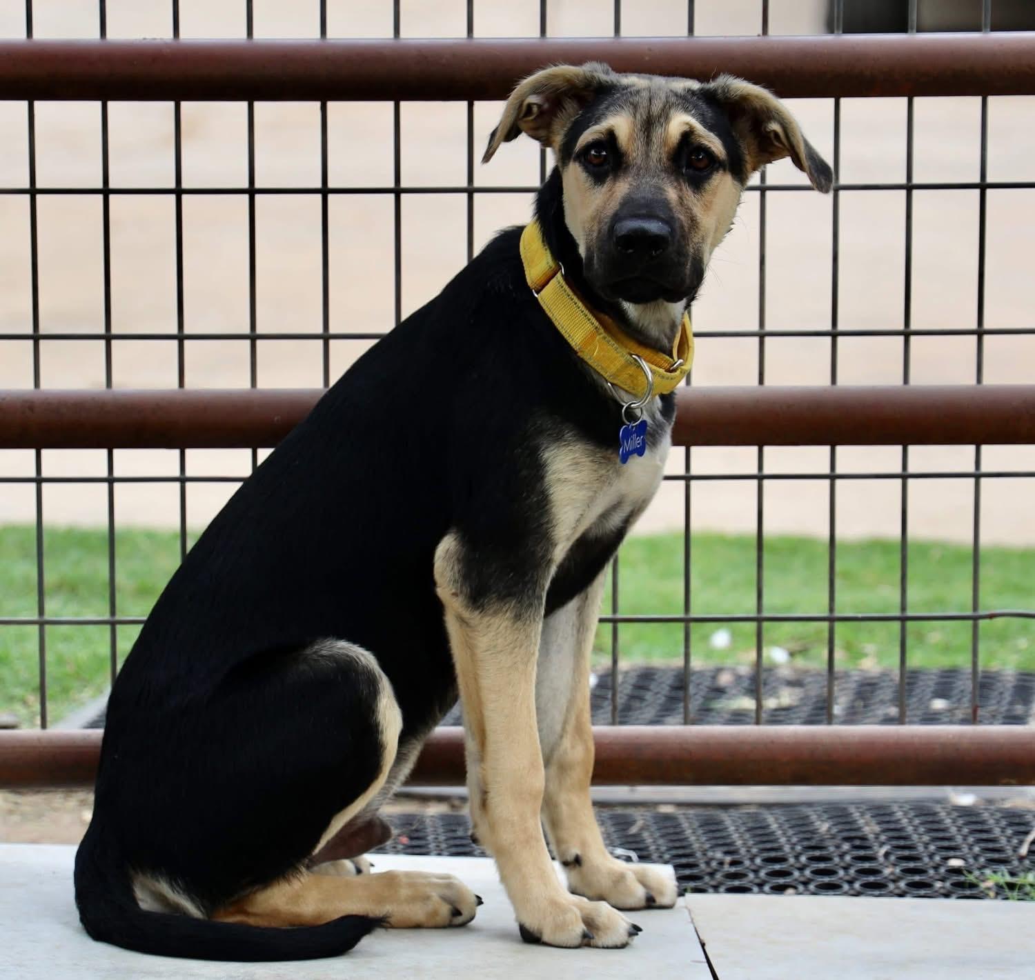 Enlarge Evan, a ADOPTABLE mixed breed in Southlake, TX image 5/6