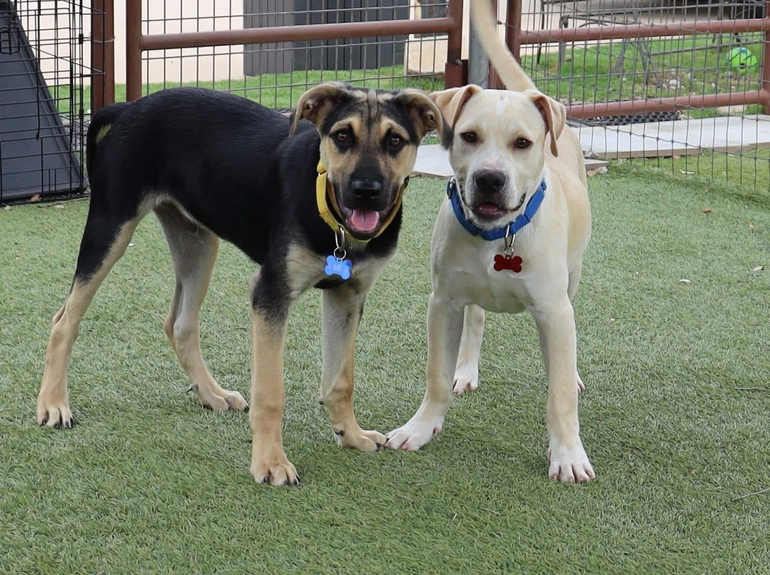 Enlarge Evan, a ADOPTABLE mixed breed in Southlake, TX image 4/6