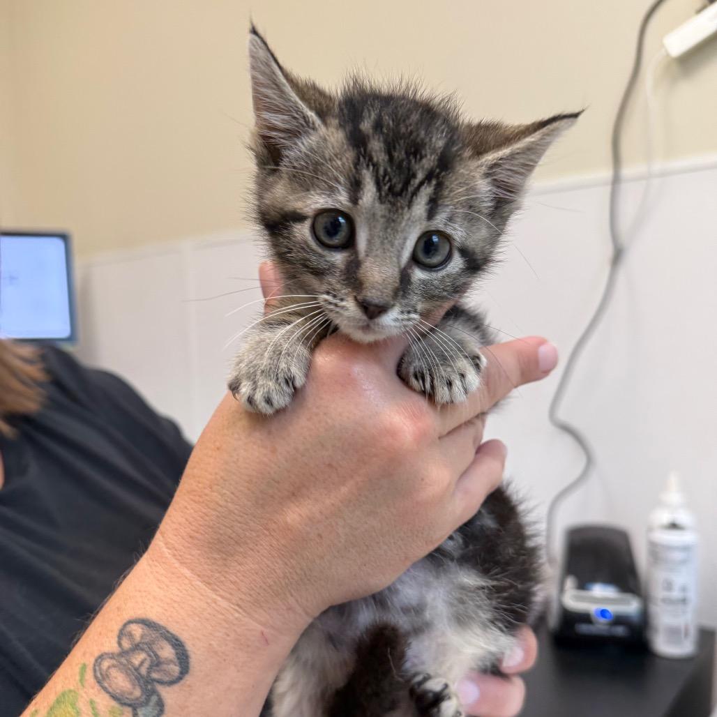 Fig, Adoptable, Kitten Male Domestic Short Hair.