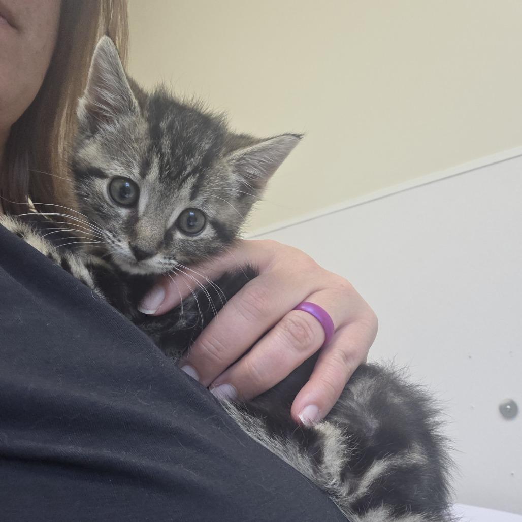 Enlarge Fig, a Adoptable Domestic Short Hair in Asheville, NC image 2/4