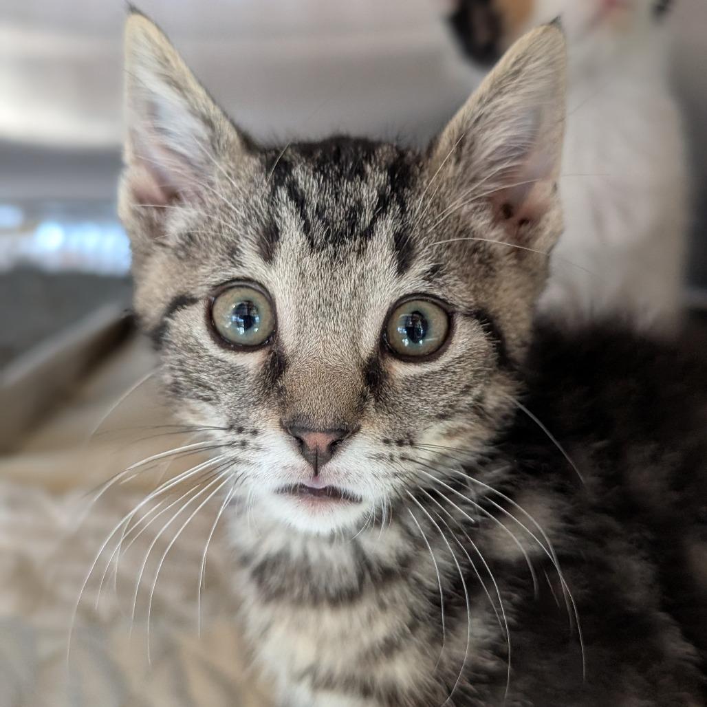 Enlarge Fig, a Adoptable Domestic Short Hair in Asheville, NC image 3/4