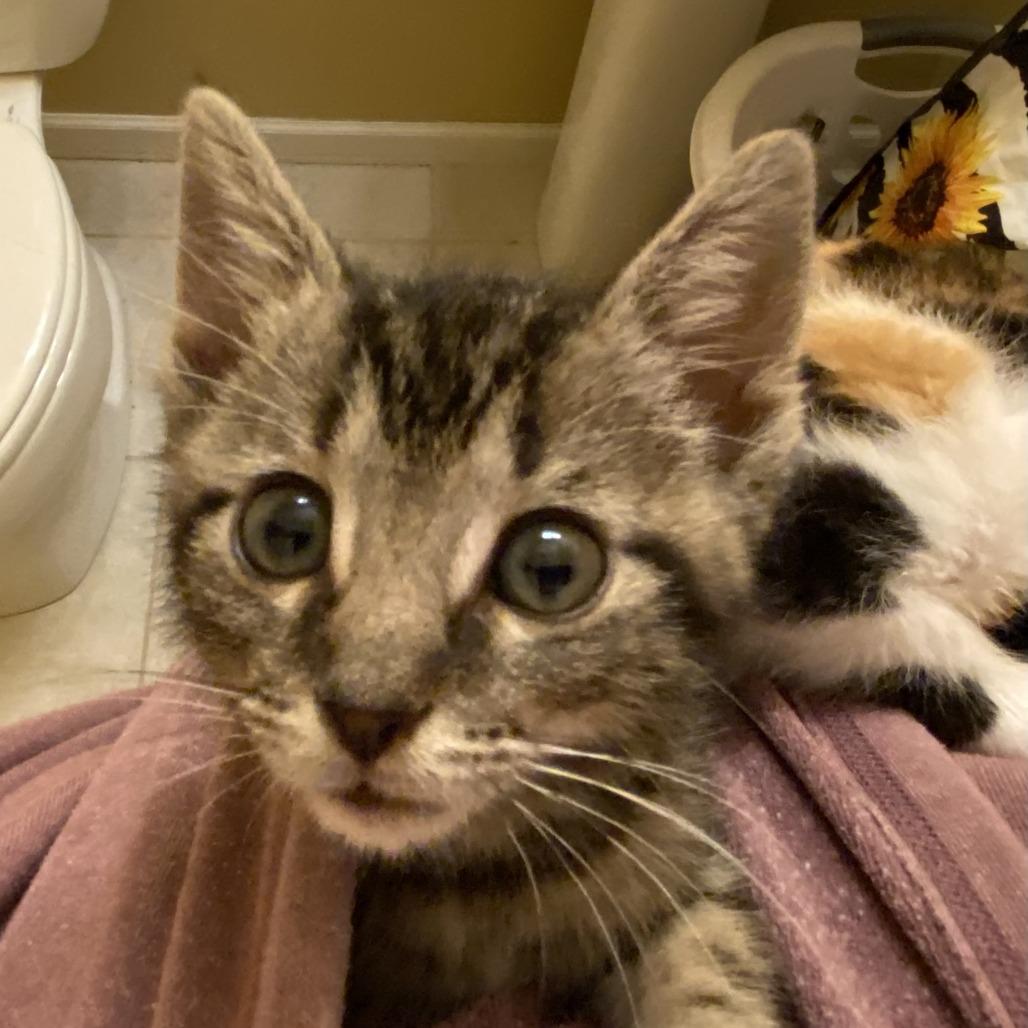 Enlarge Fig, a Adoptable Domestic Short Hair in Asheville, NC image 4/4