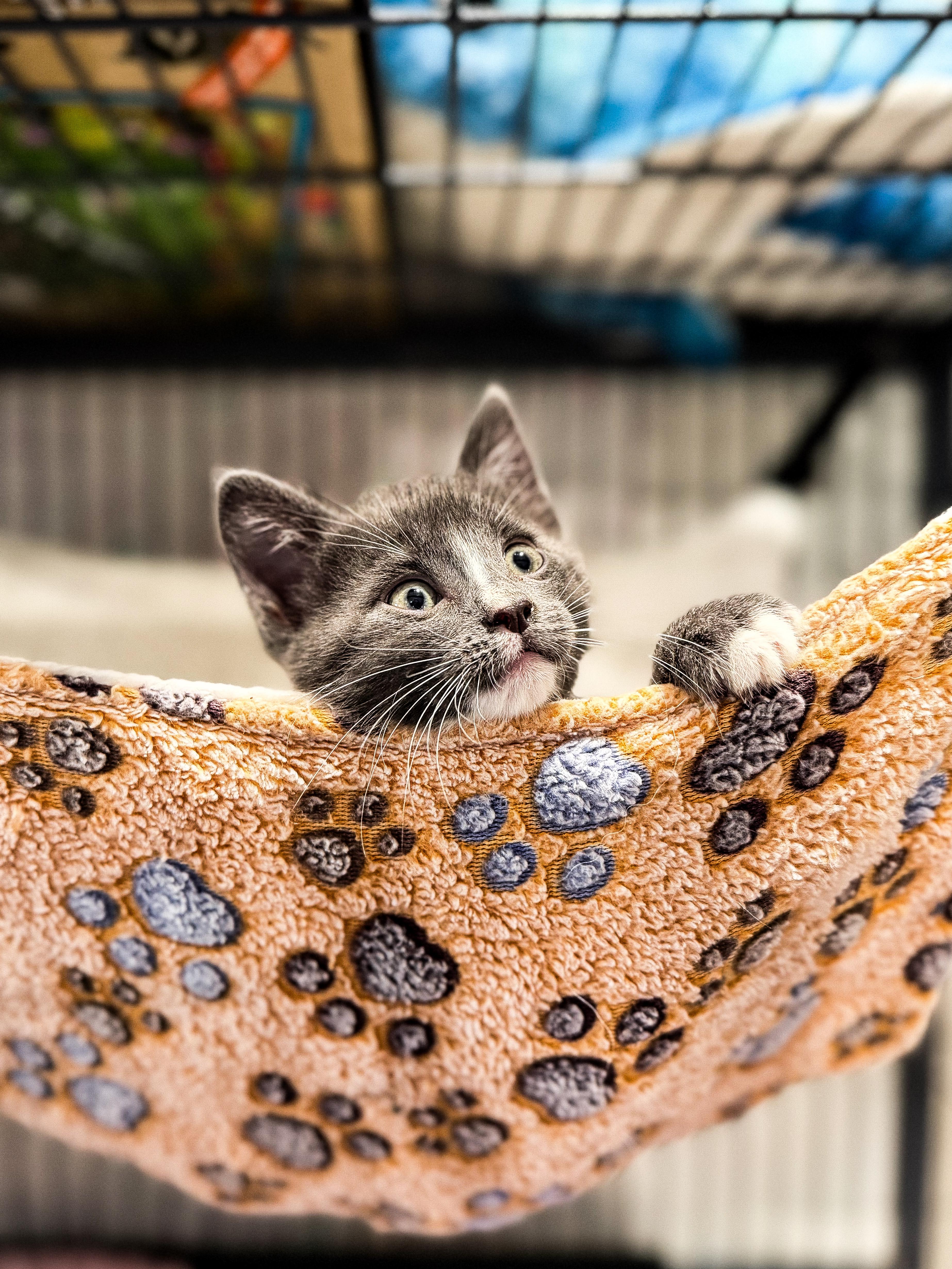 Frank, ADOPTABLE, Kitten Male Domestic Short Hair.