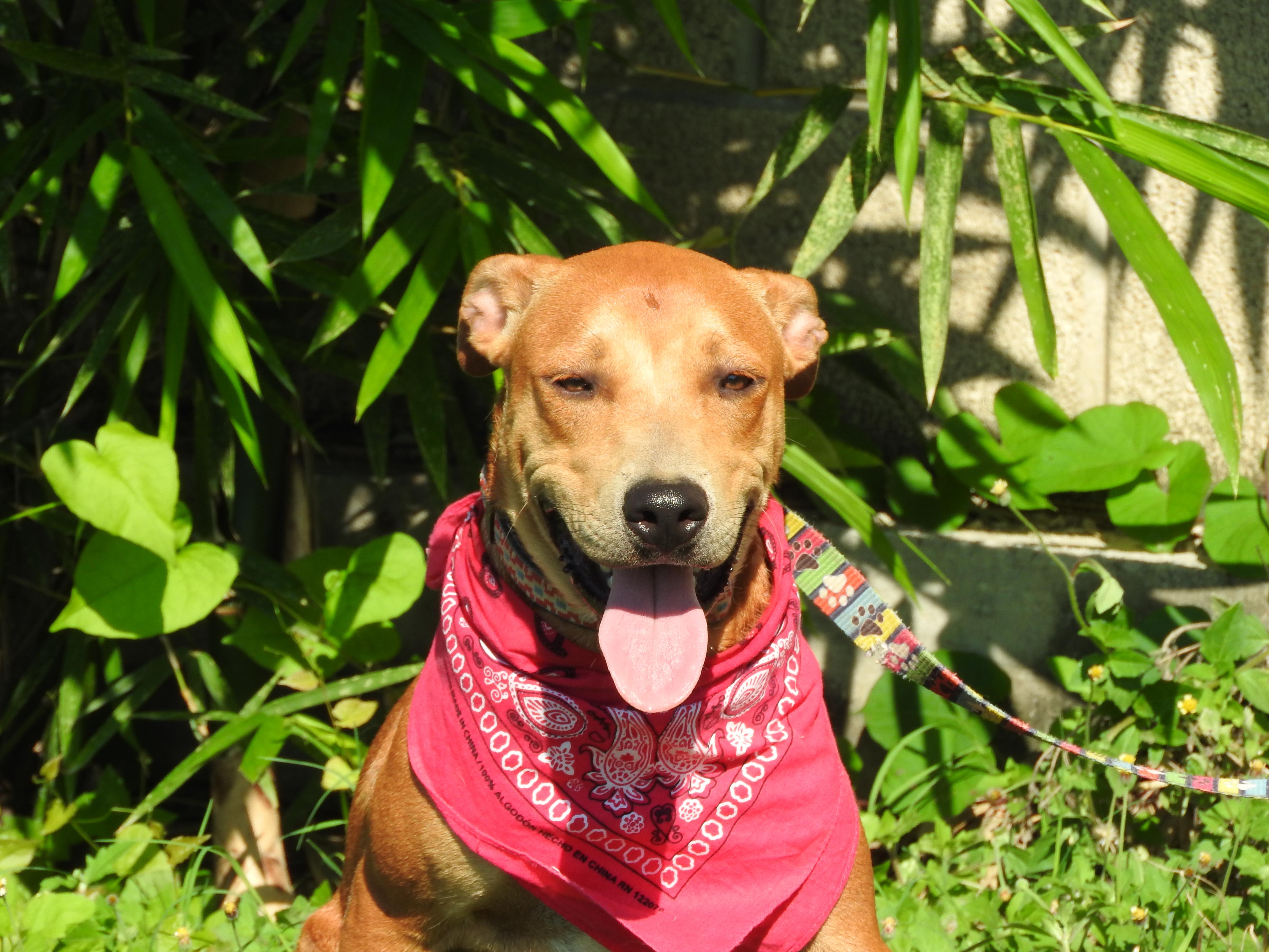 Otto, Adoptable, Young Male Mixed Breed.