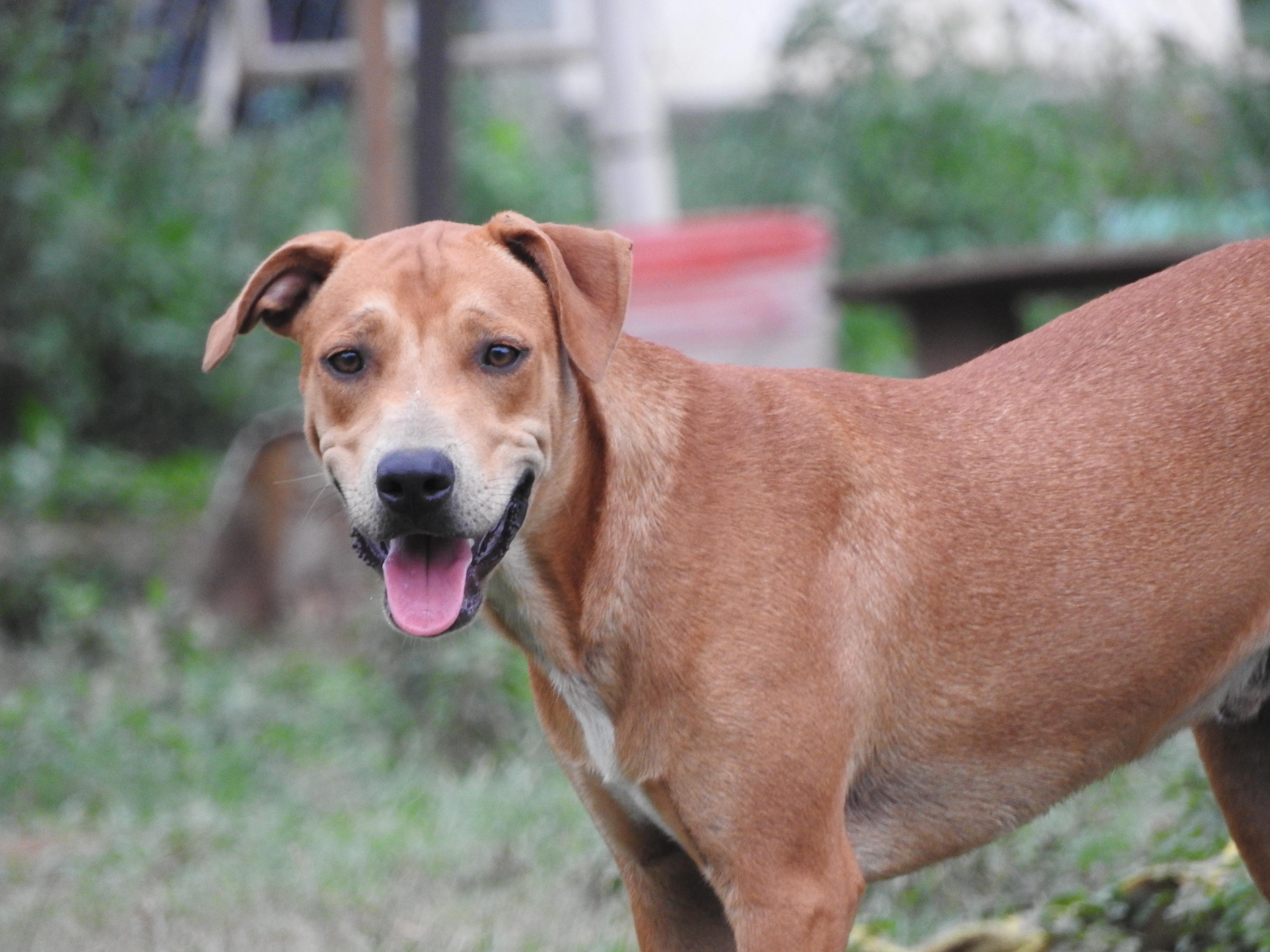 Enlarge Otto, a Adoptable mixed breed in Vancouver, BC image 2/6