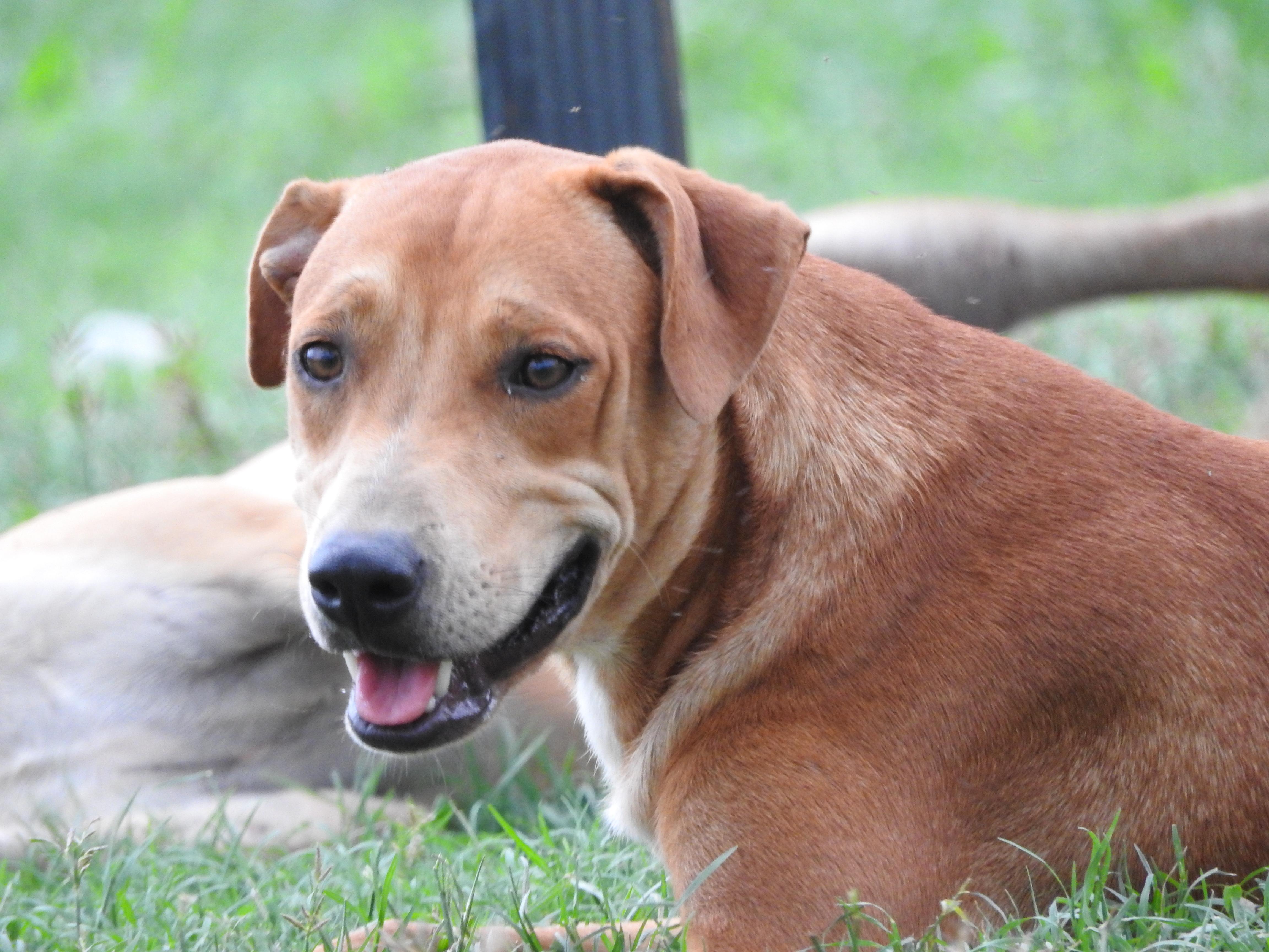 Enlarge Otto, a Adoptable mixed breed in Vancouver, BC image 3/6