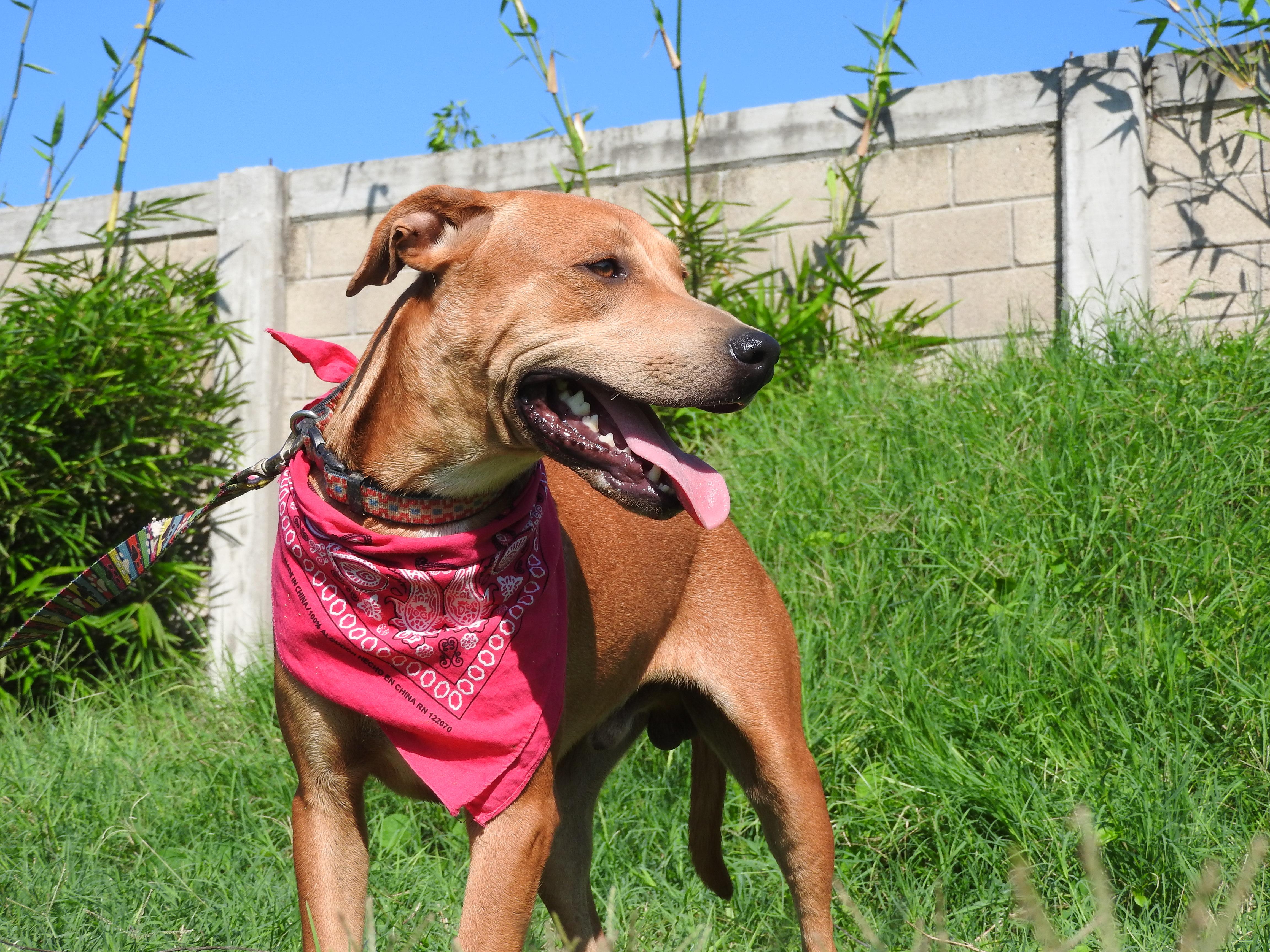 Enlarge Otto, a Adoptable mixed breed in Vancouver, BC image 4/6