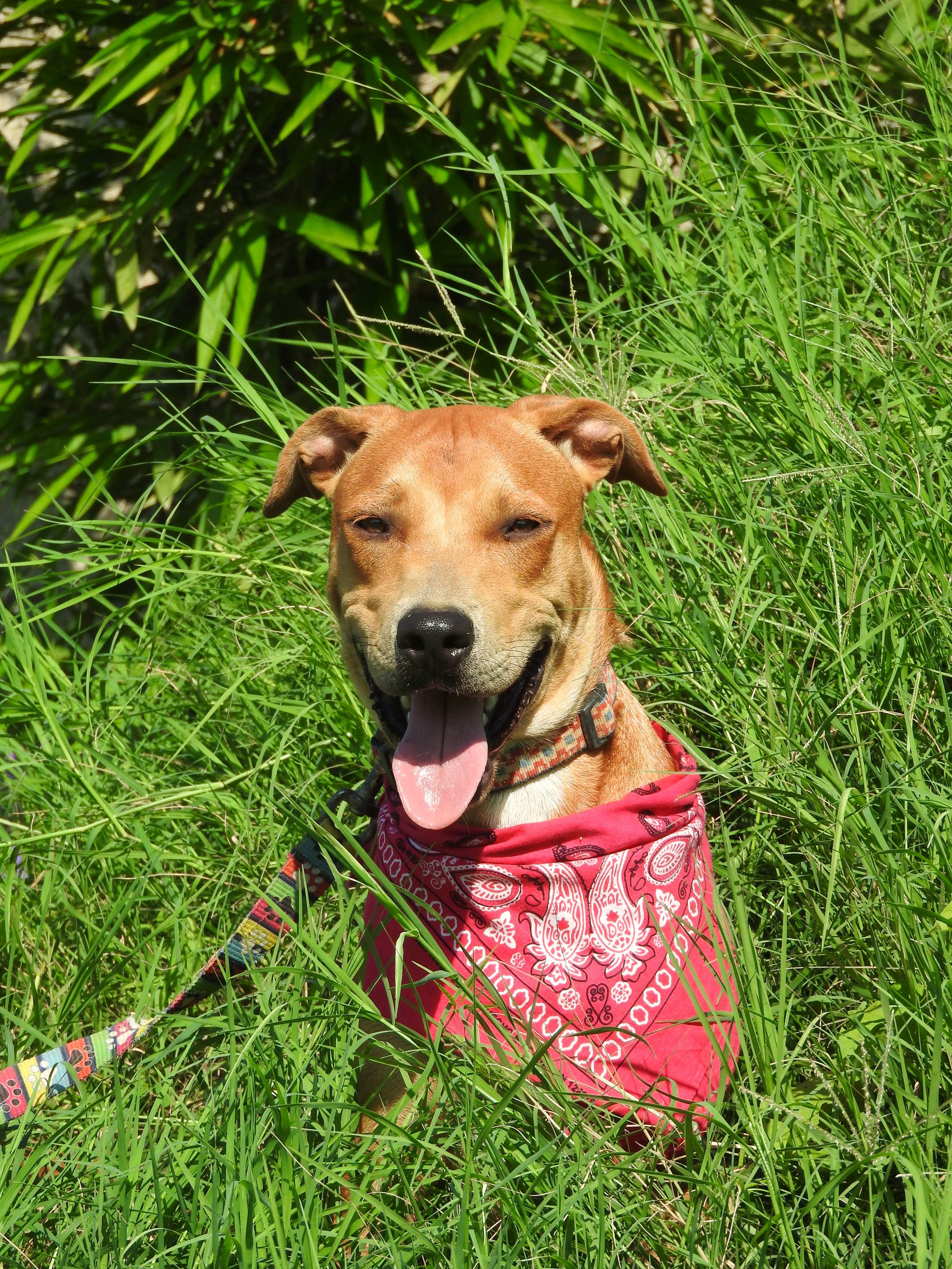 Otto, Adoptable, Young Male Mixed Breed.