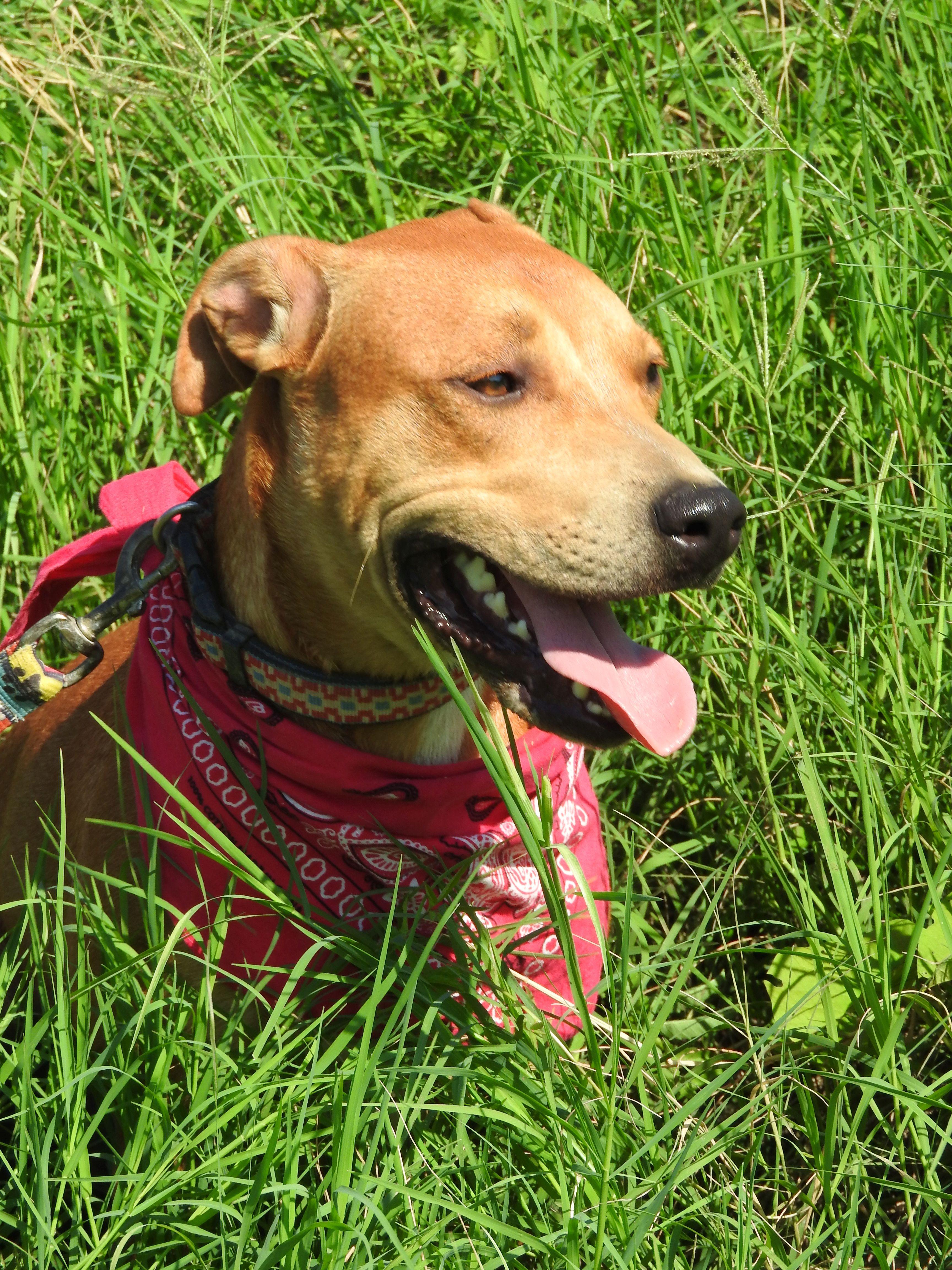 Enlarge Otto, a Adoptable mixed breed in Vancouver, BC image 6/6