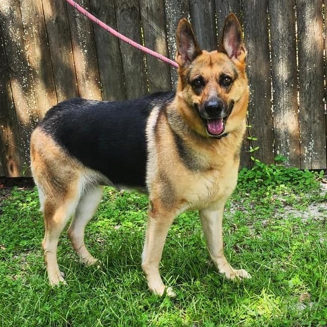 Dolly Parton, an adopted German Shepherd Dog in Slidell, LA image 2/3