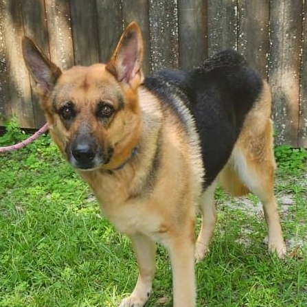 Dolly Parton, an adopted German Shepherd Dog in Slidell, LA image 1/3
