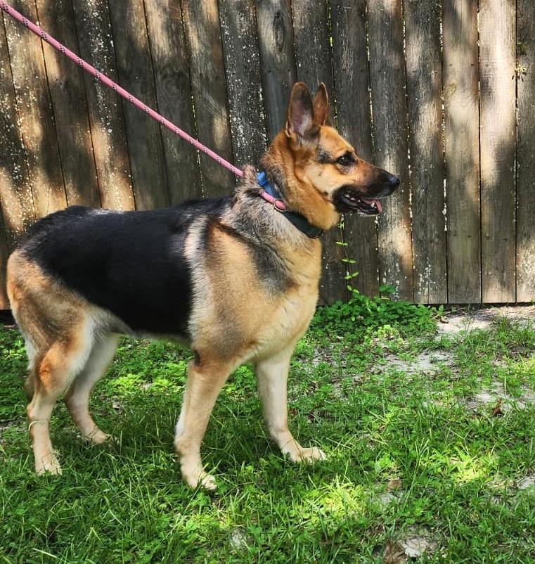 Dolly Parton, an adopted German Shepherd Dog in Slidell, LA image 3/3