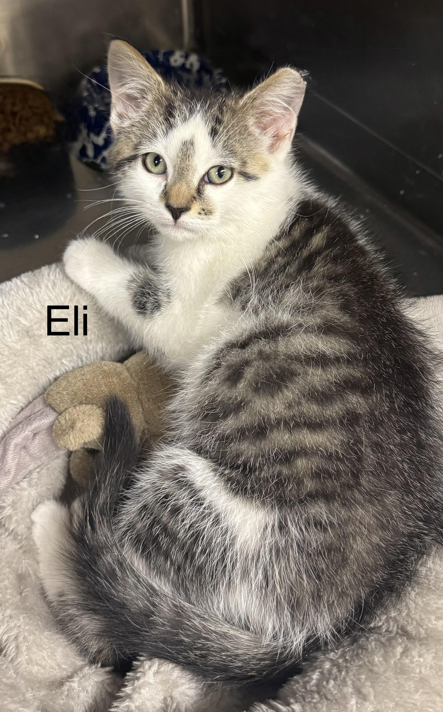 Eli