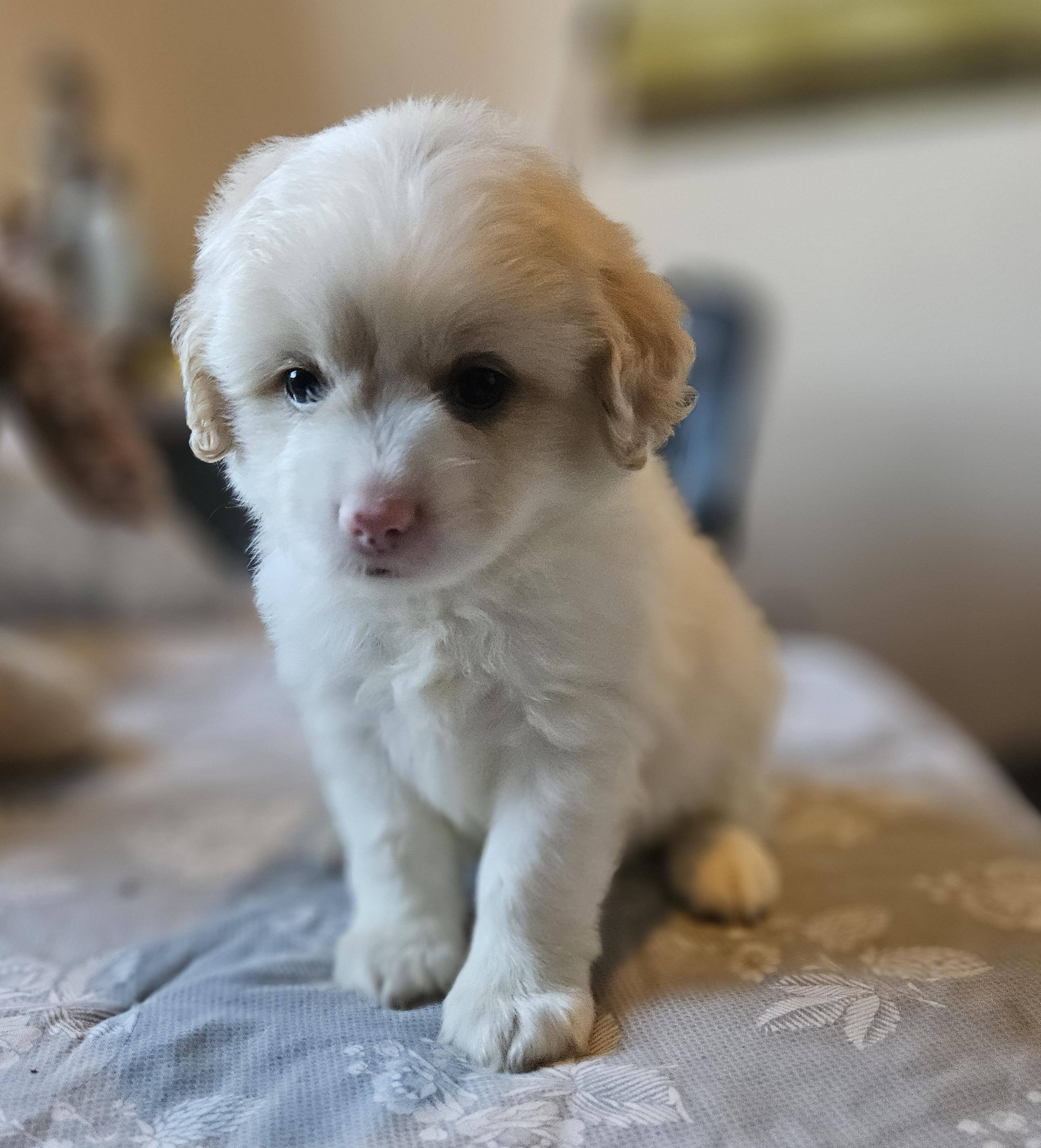 Jett Poodle Dog