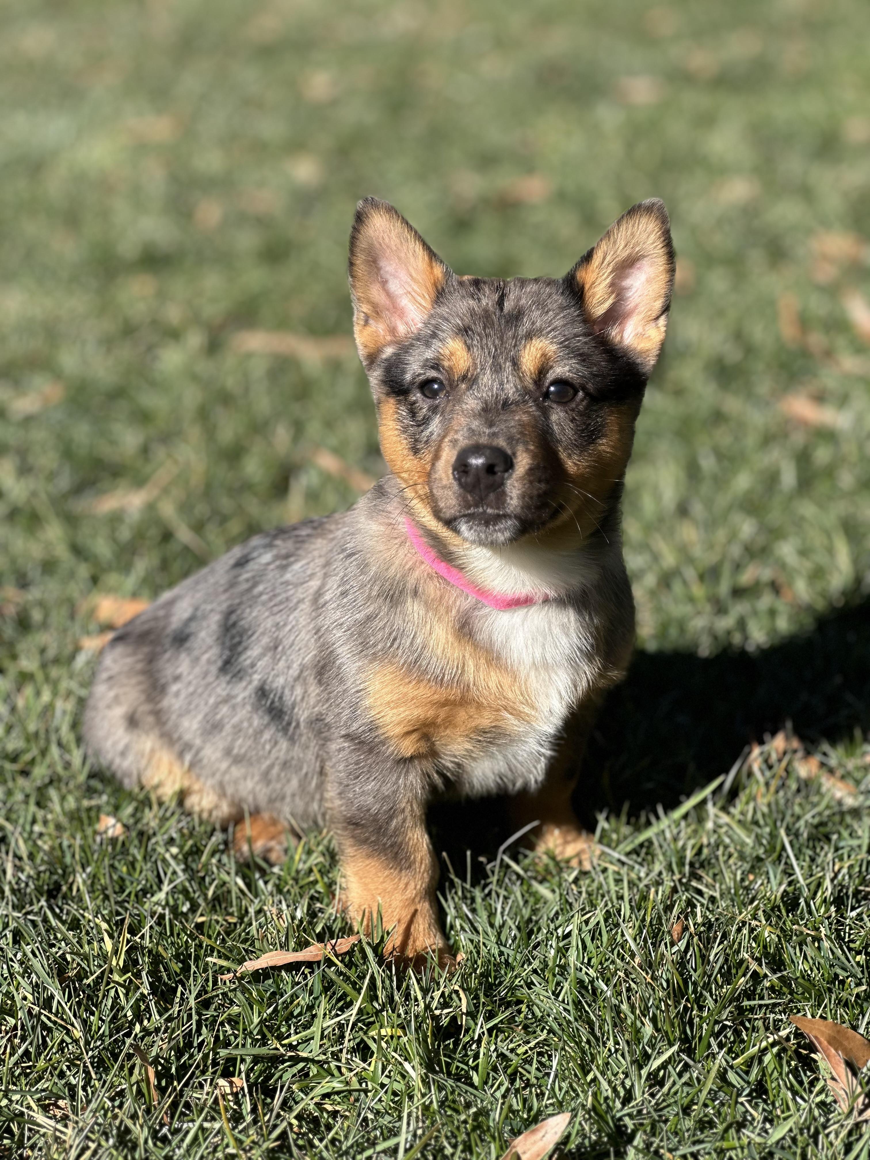 Tybee, ADOPTABLE, Puppy Female Australian Cattle Dog / Blue Heeler & Chiweenie.