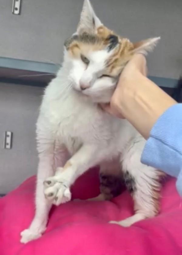 Enlarge Pikachu, a Adoptable mixed breed in Skillman, NJ image 1/1