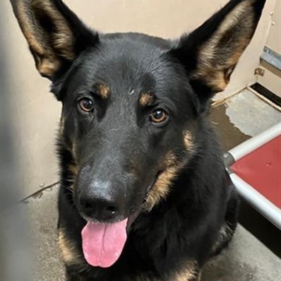 Guapo, an adoptable German Shepherd Dog in Phoenix, OR, 97535 | Photo Image 2