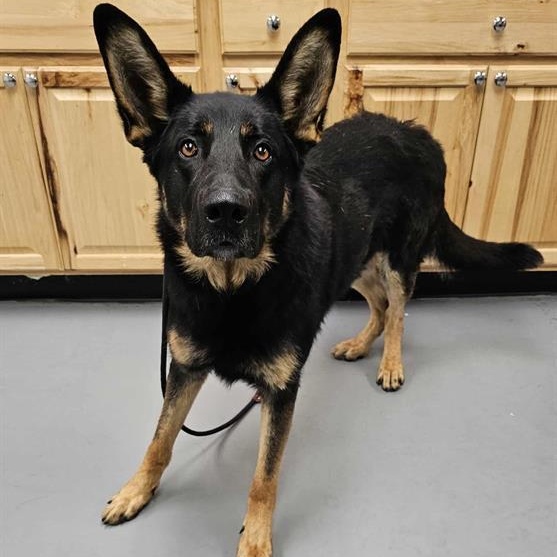 Guapo, an adoptable German Shepherd Dog in Phoenix, OR, 97535 | Photo Image 1