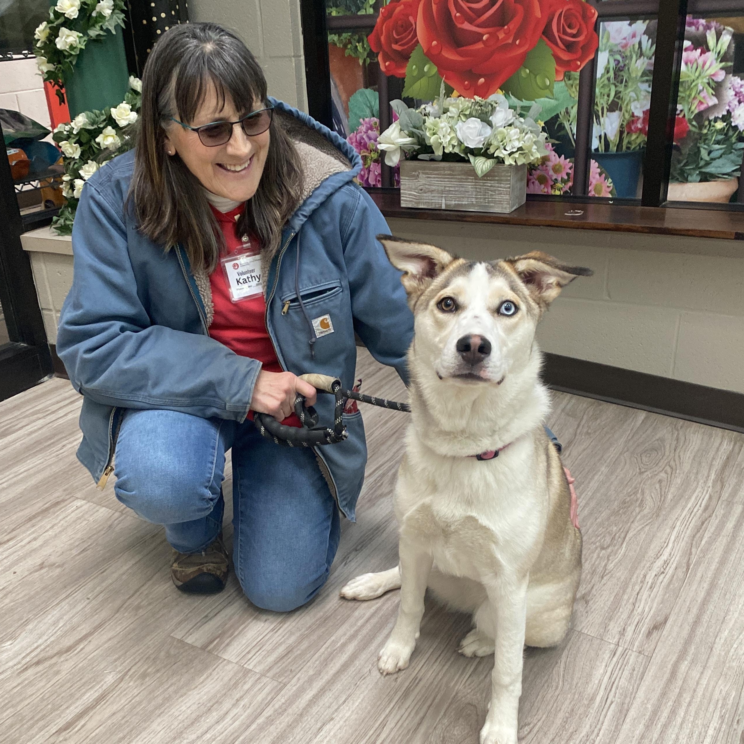 Enlarge Blue, an adoptable mixed breed in Elyria, OH image 3/3