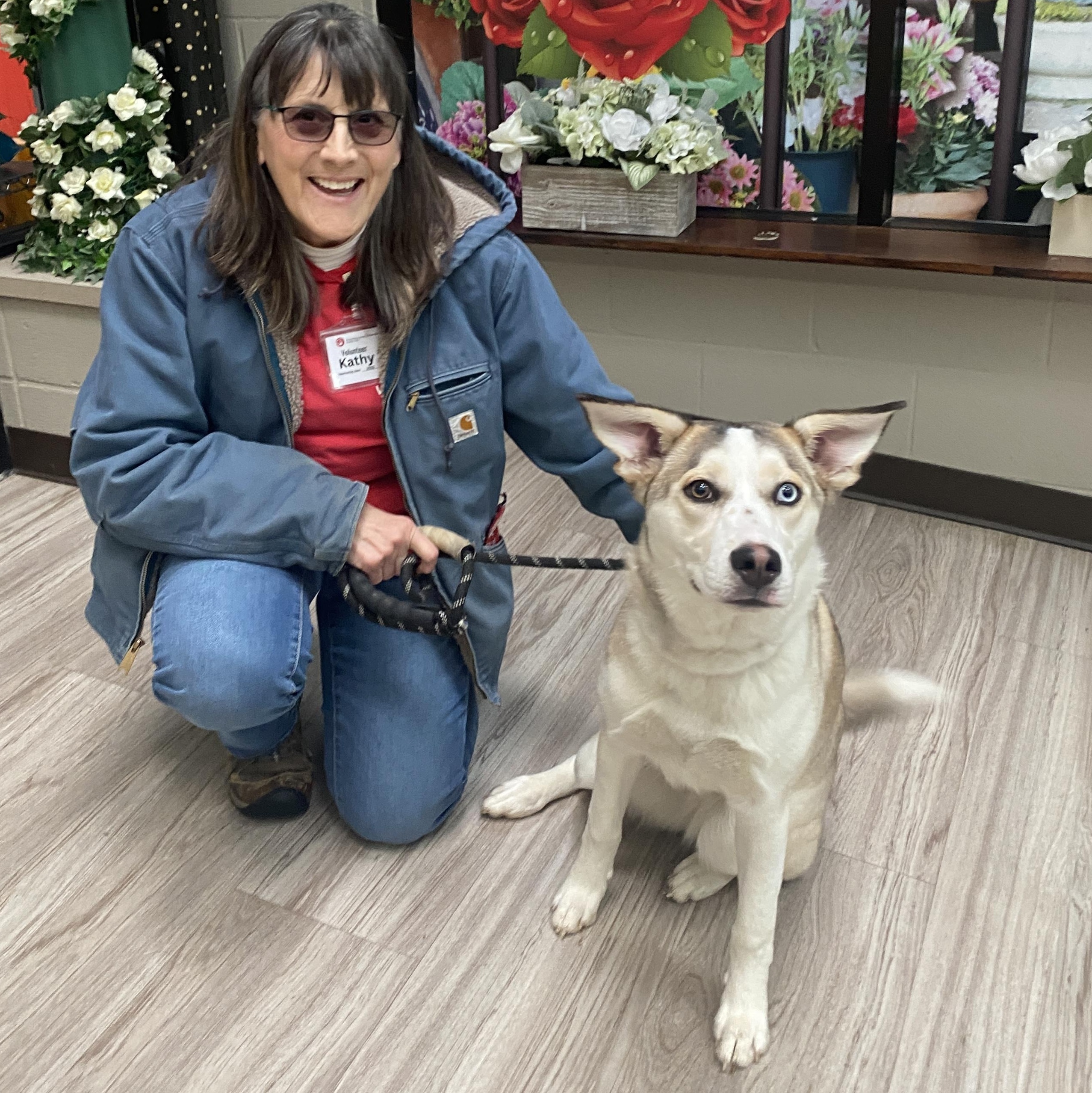 Blue, adoptable, Young Female Husky.