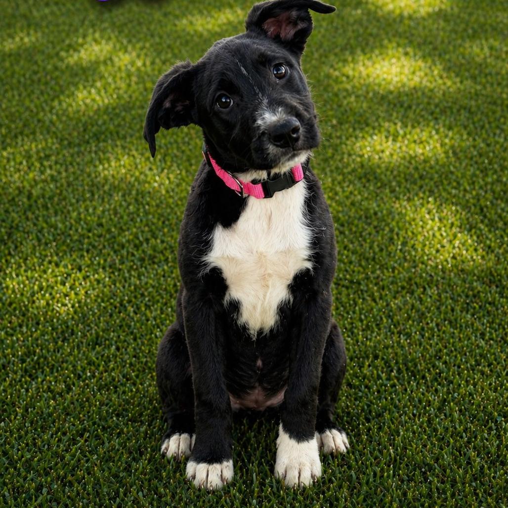 London, Adoptable, Puppy Female Mixed Breed & Mixed Breed.