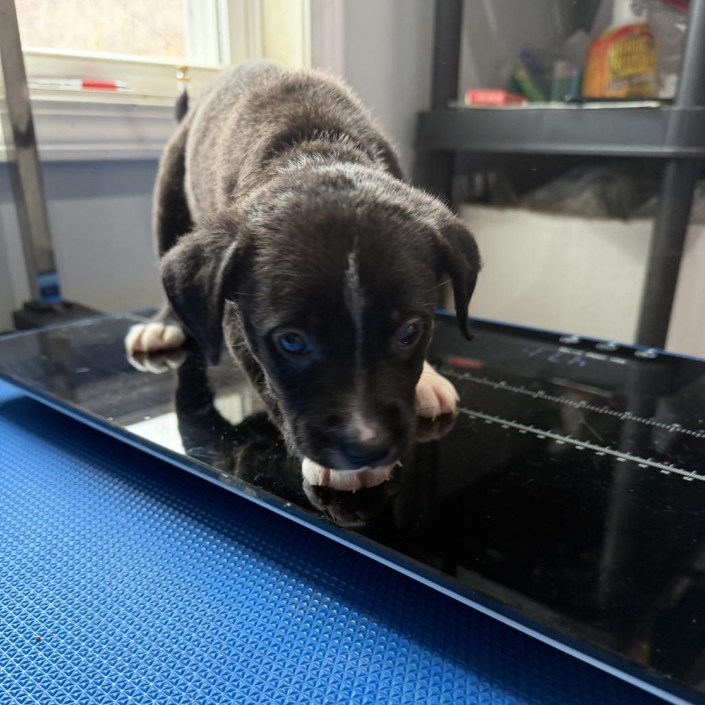 London, a Adoptable mixed breed in Hohenwald, TN image 2/4